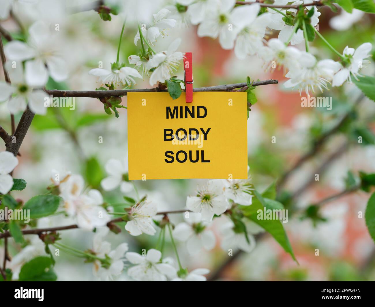 A yellow paper note with the words Mind, Body, Soul on it attached to a branch with cherry blossoms on it with a clothes pin. Close up. Stock Photo