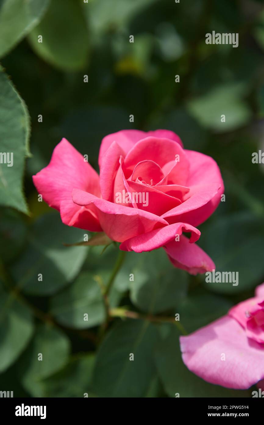 closeup of pink rose bush with green background Stock Photo - Alamy