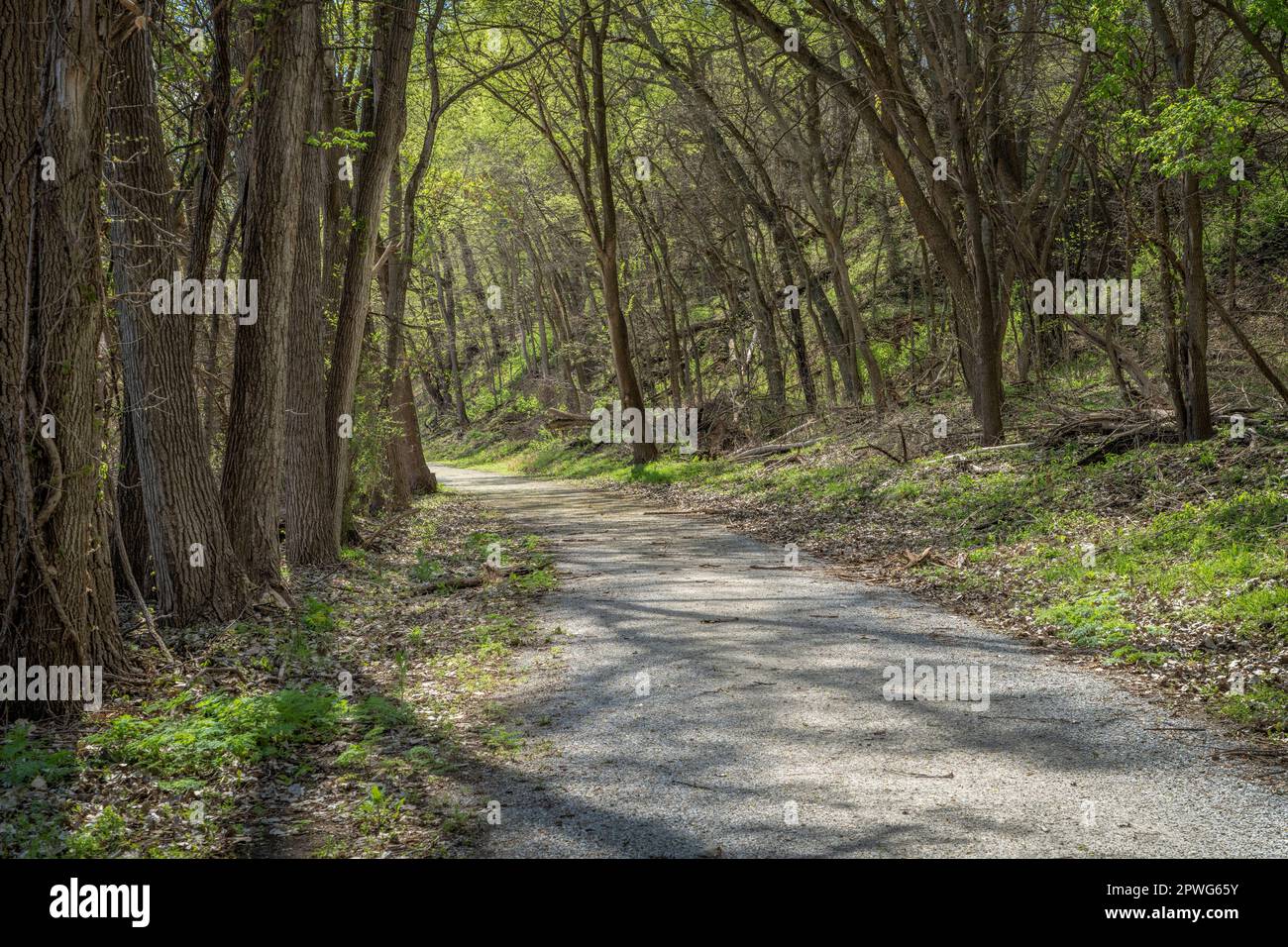 forest road in springtime - Steamboat Trace Trail converted from old
