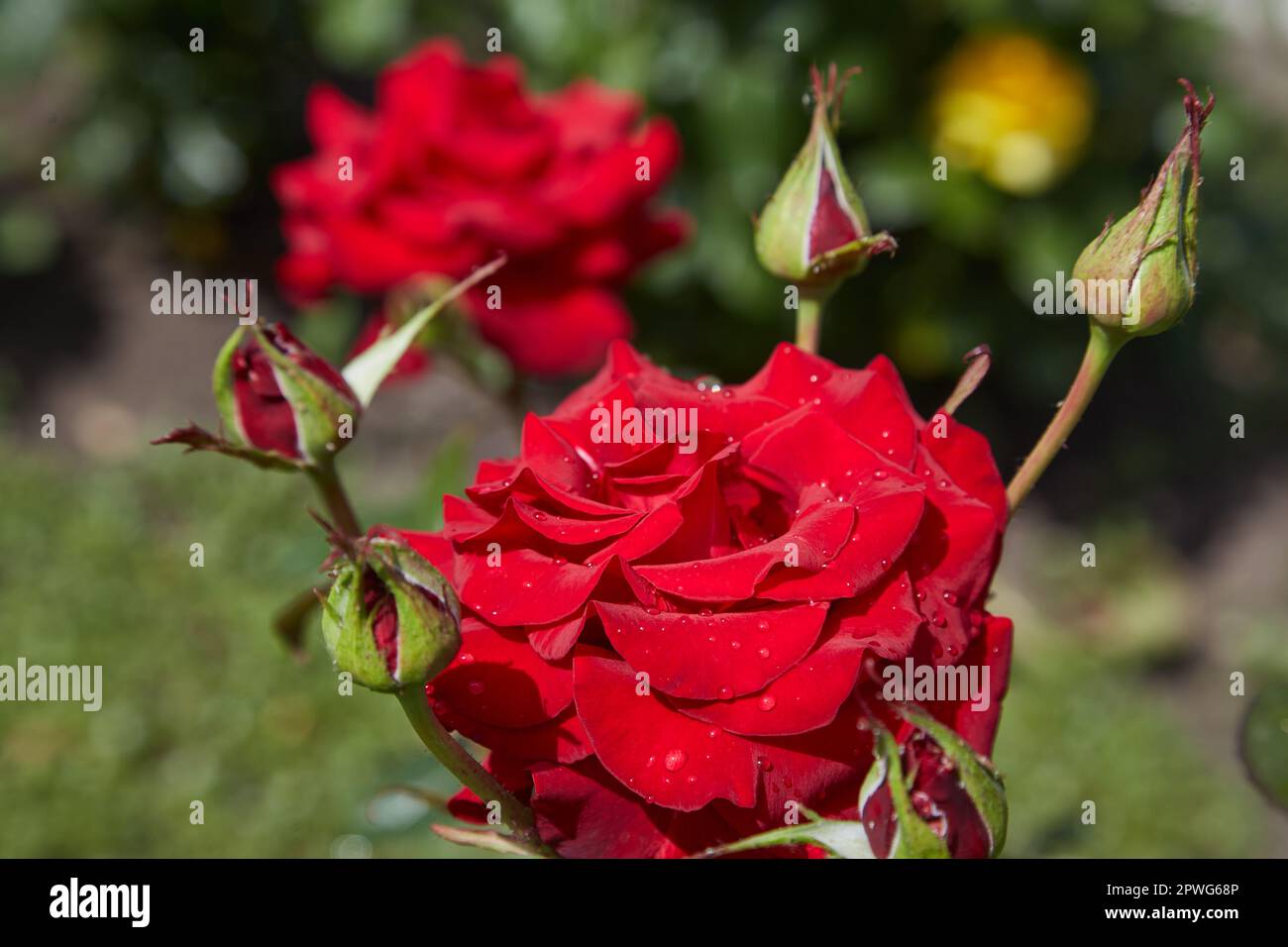 Red roses bloom in the summer in the country garden Stock Photo Alamy