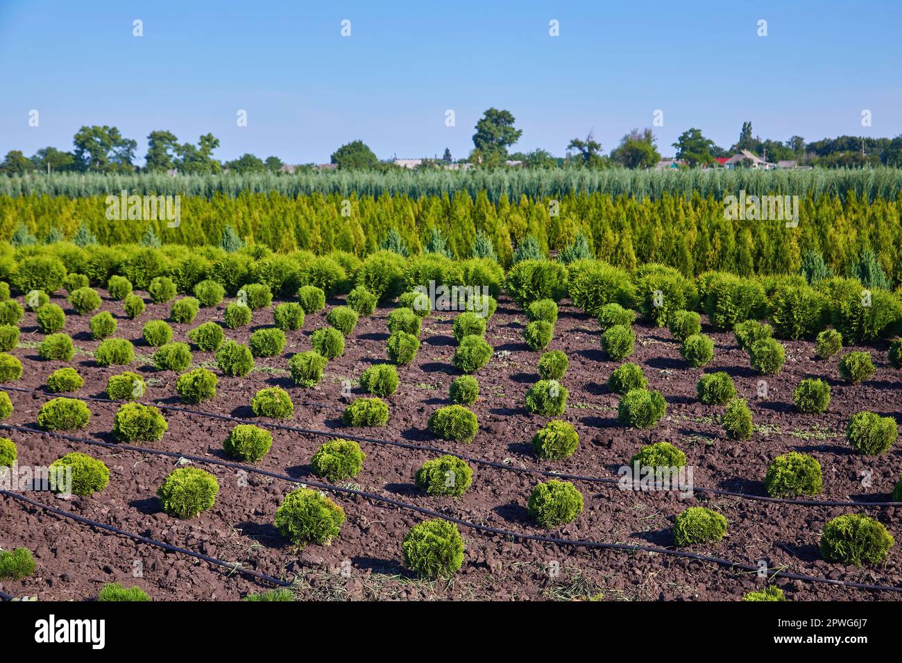 Thuja occidentalis in garden center. Plant nursery. Stock Photo