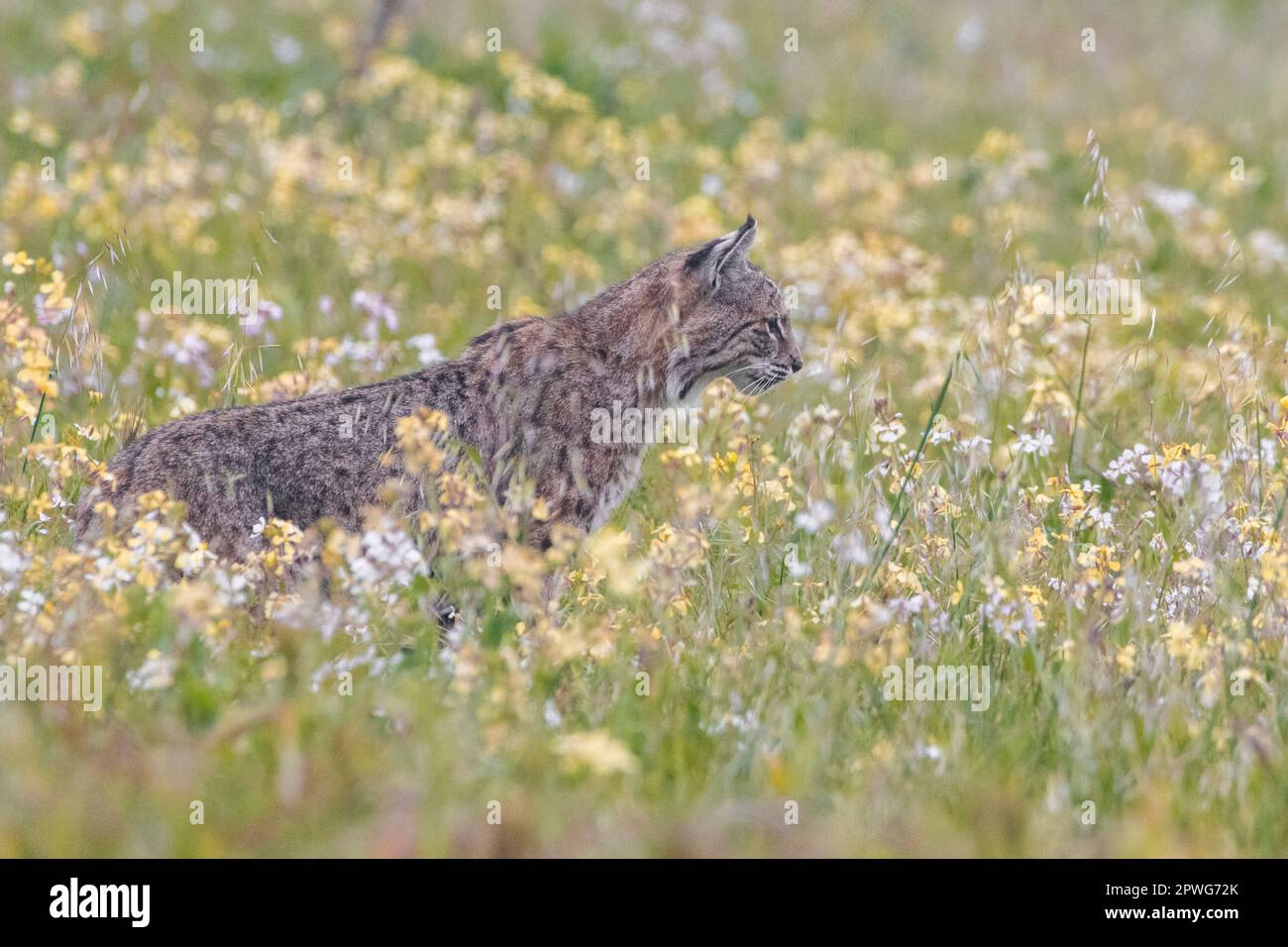 A bobcat, Lynx rufus, stands in a field of blooming flowers, possibly wild radish, Raphanus sativus, an introduced species to California. Stock Photo