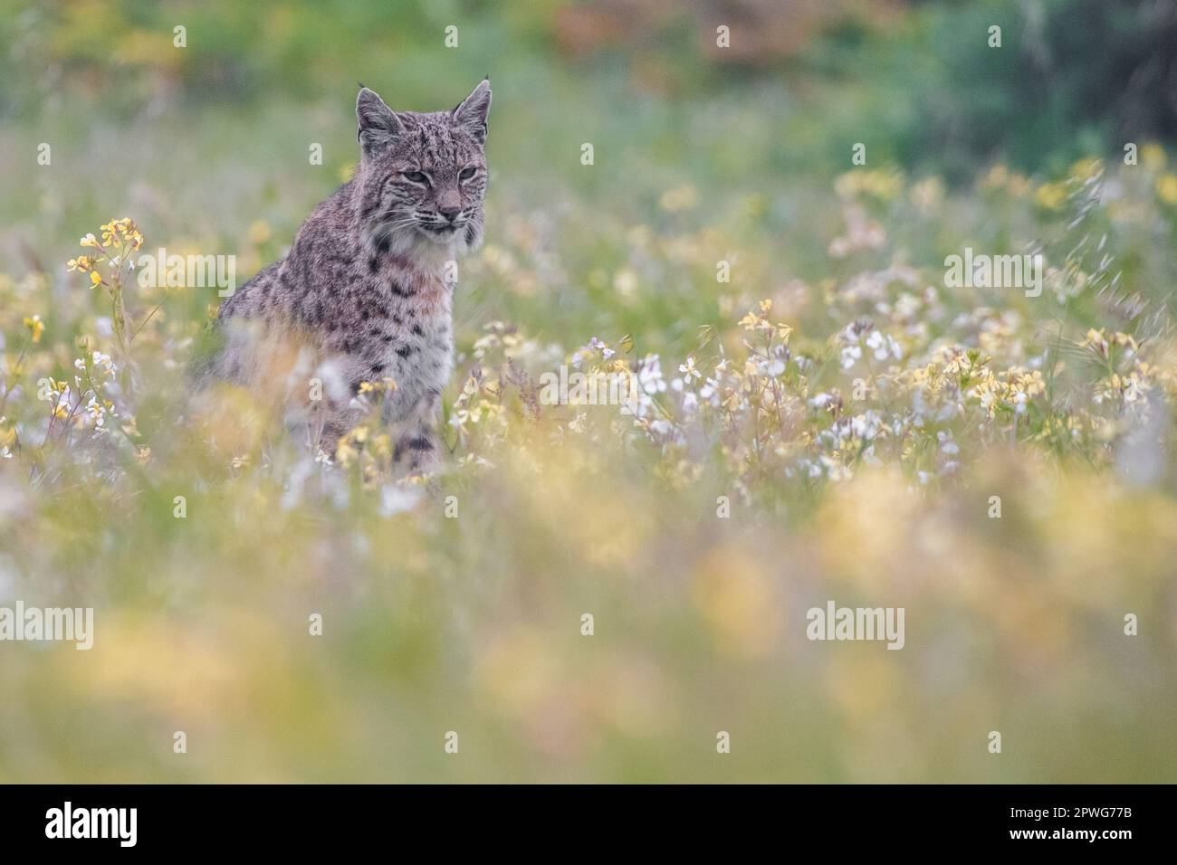 A bobcat, Lynx rufus, stands in a field of blooming flowers, possibly wild radish, Raphanus sativus, an introduced species to California. Stock Photo