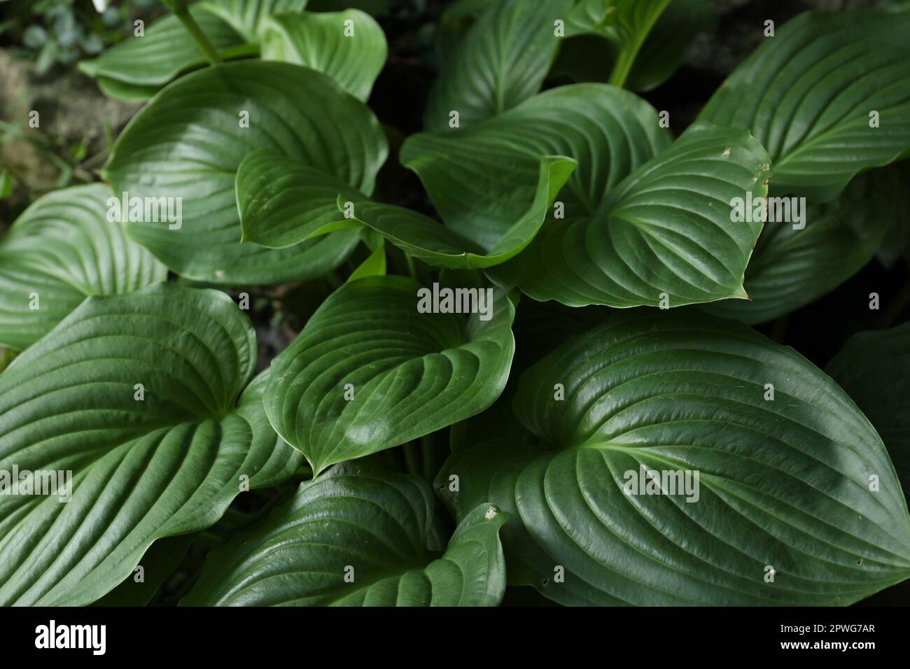 Beautiful hosta plantaginea with green leaves in garden Stock Photo
