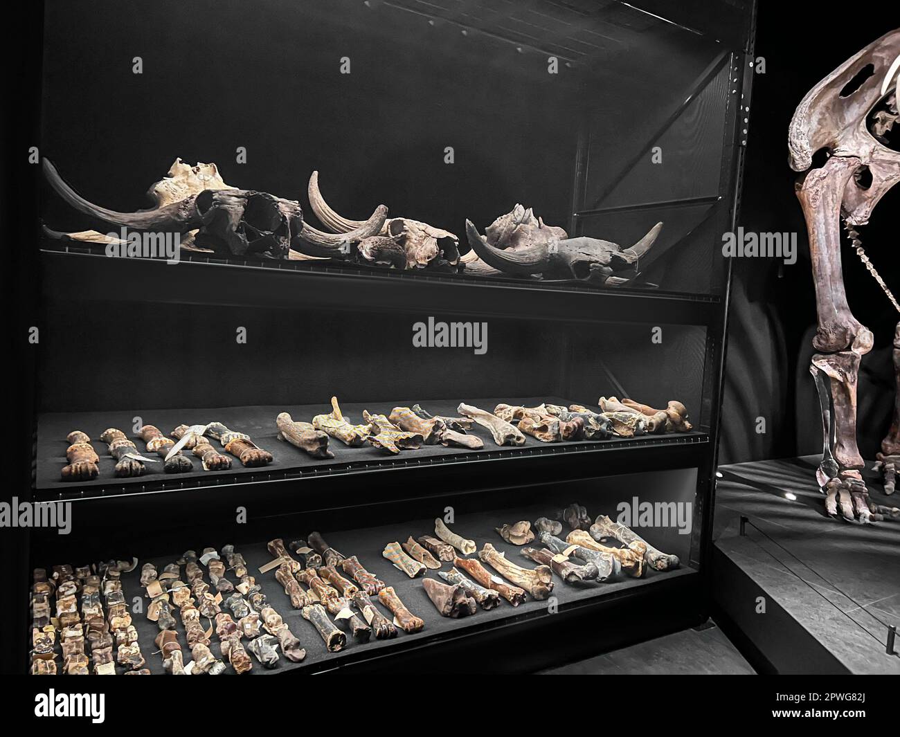 museum-showcase-hi-res-stock-photography-and-images-alamy