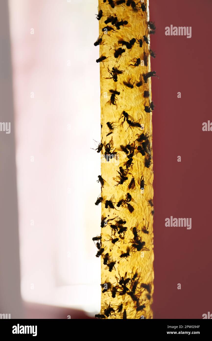 Sticky insect tape with dead flies on blurred background, closeup Stock