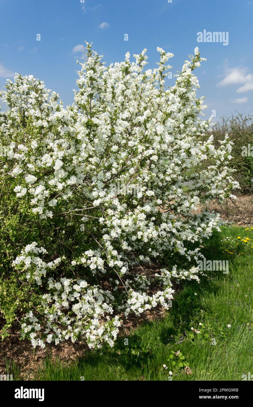 Spring, Flowering, Shrub, Exochorda 'Snow White', White, Flowering shrubs, Garden, Blooming, Deciduous plant Stock Photo