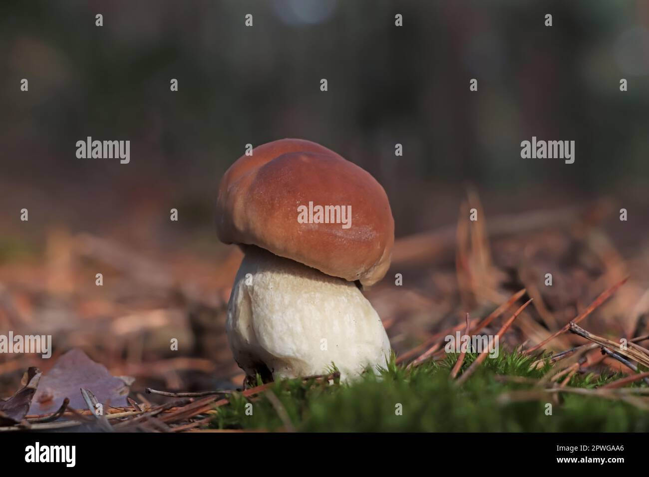 Porcini mushroom growing in forest, closeup view Stock Photo Alamy