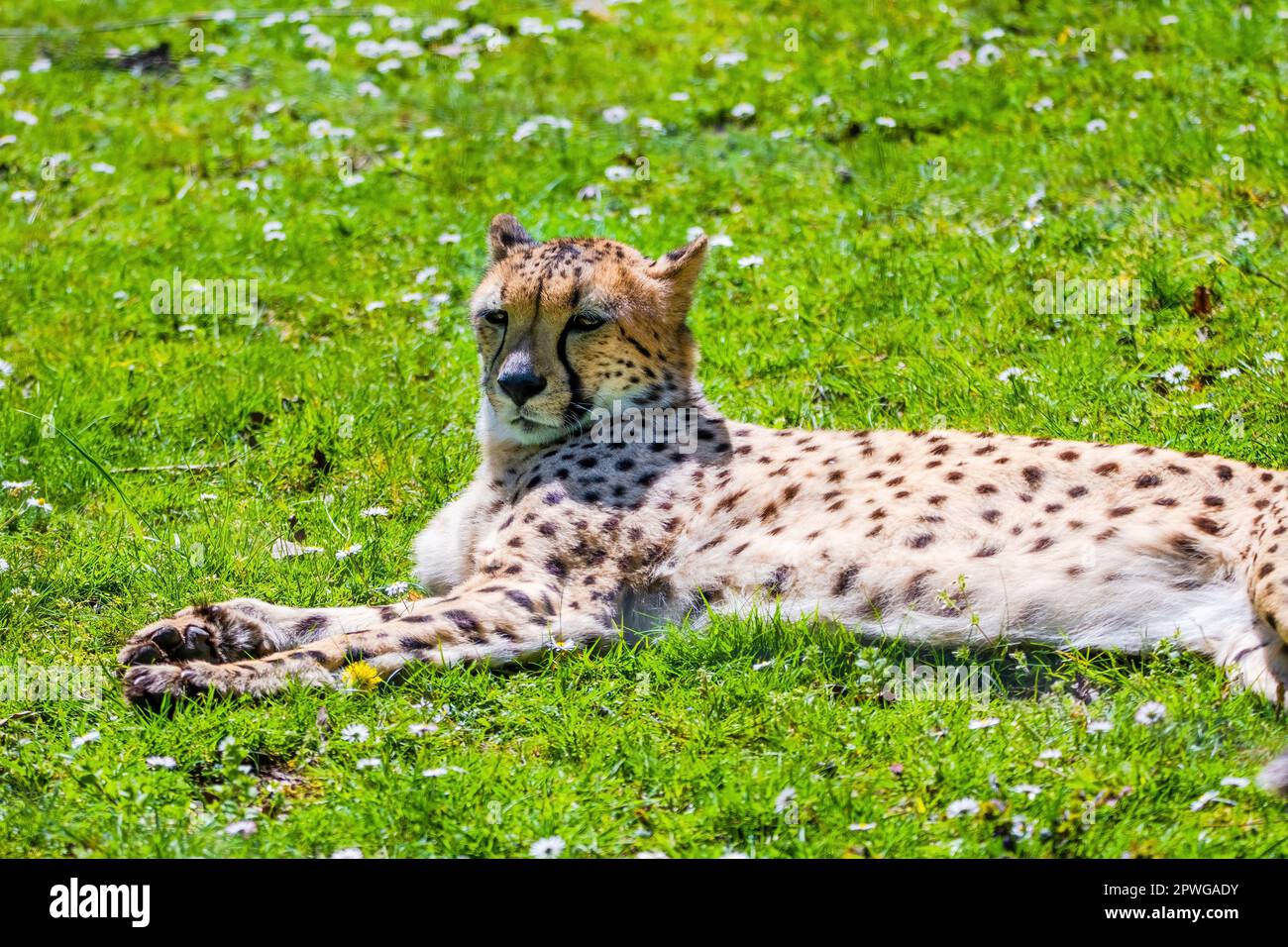 Cheetah Wild Cat Eyes, wildlife animals. portrait Stock Photo - Alamy
