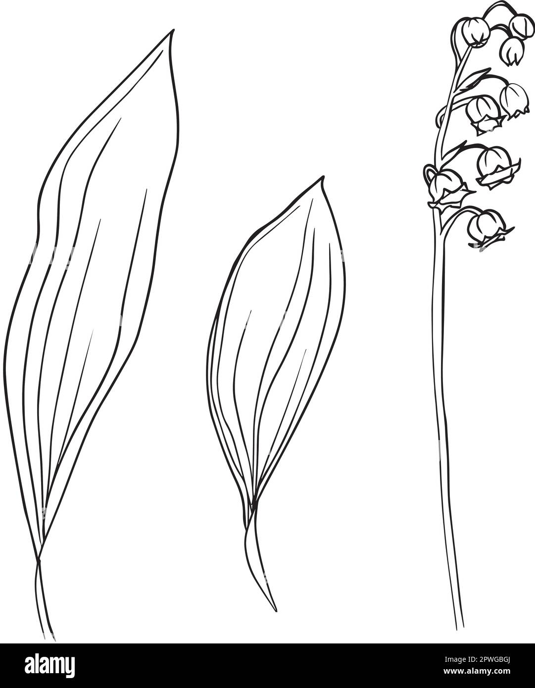 Collection set of lily of the valley flower and leaves drawing ...