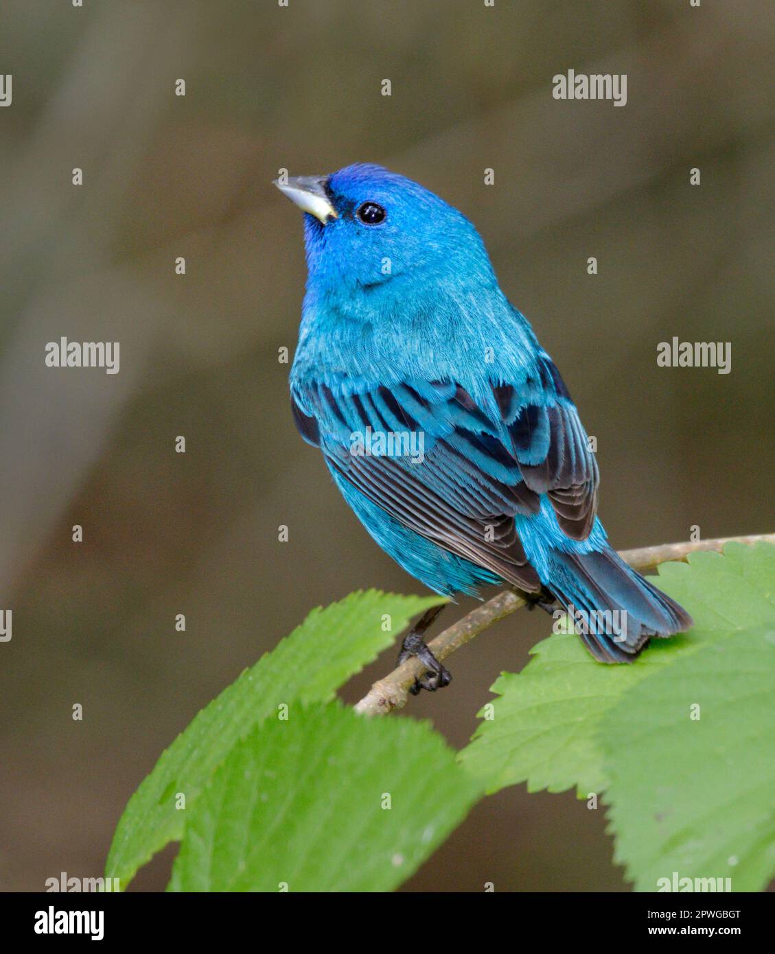 Indigo bunting (Passerina cyanea) male during spring migration in Galveston, Texas, USA Stock