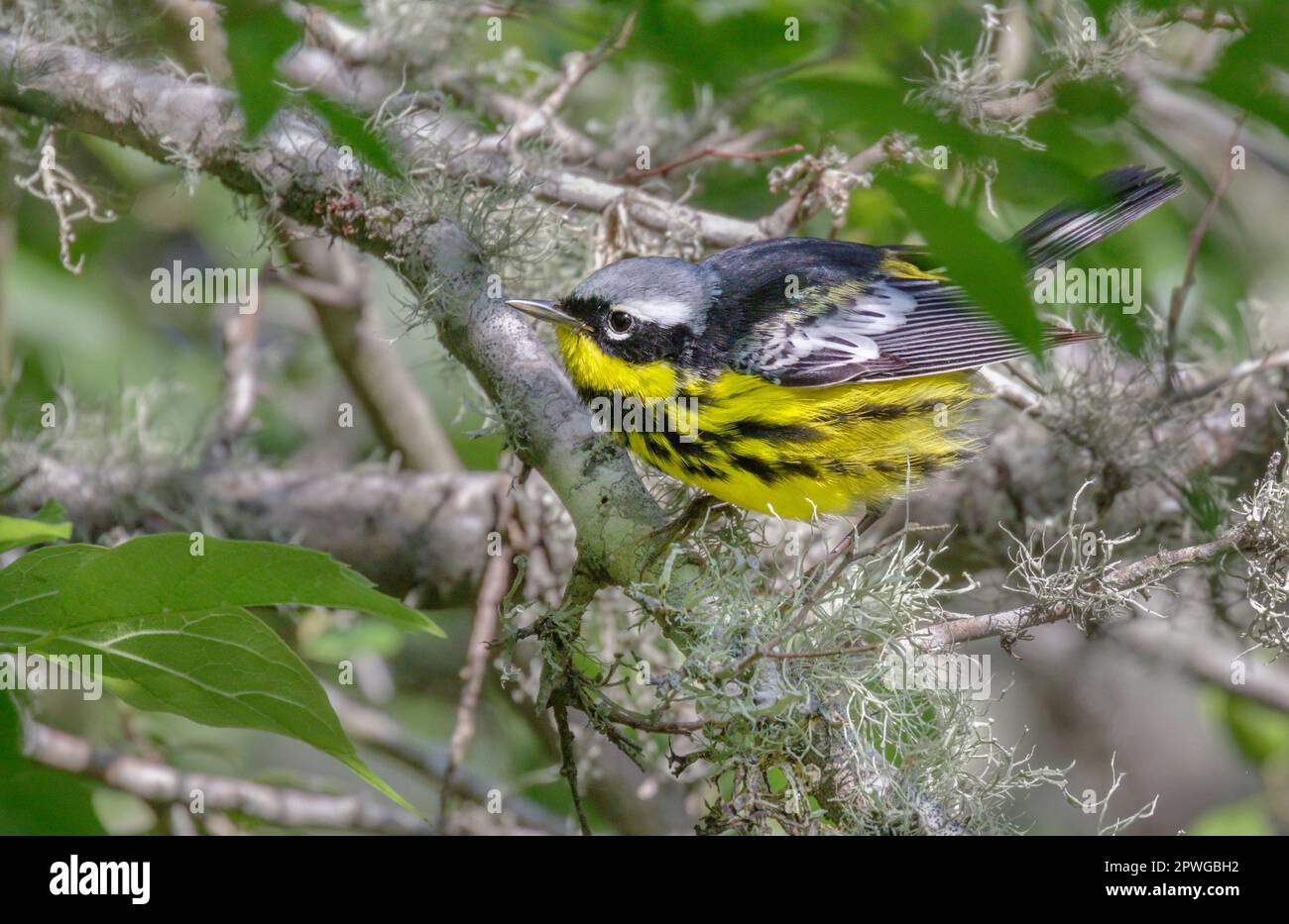 Magnolia warbler (Setophaga magnolia) roaming in tree branches covered ...