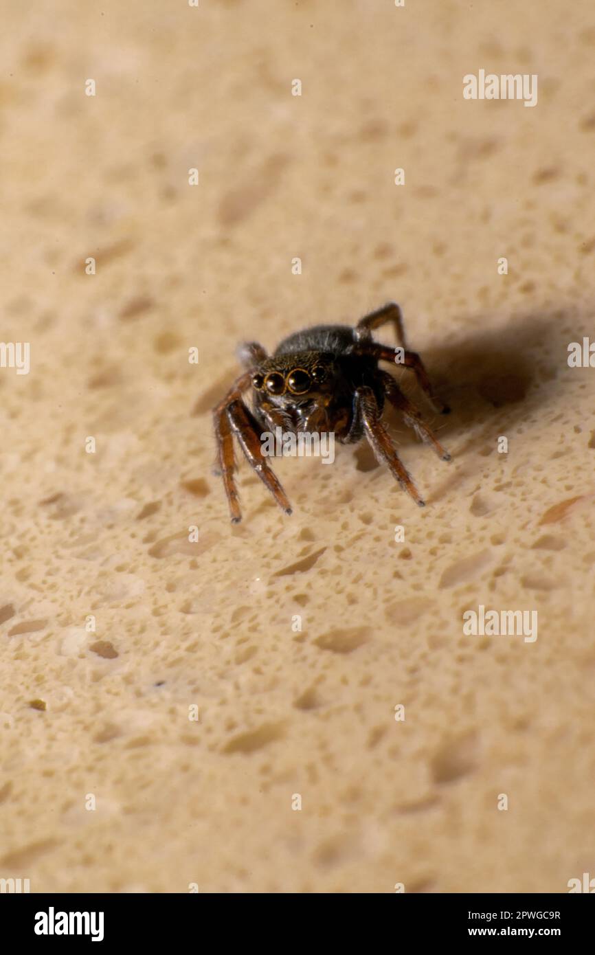 Brown jumping spider Macro photography. Spider eyes, small spiders. Insect natural predators. Stock Photo