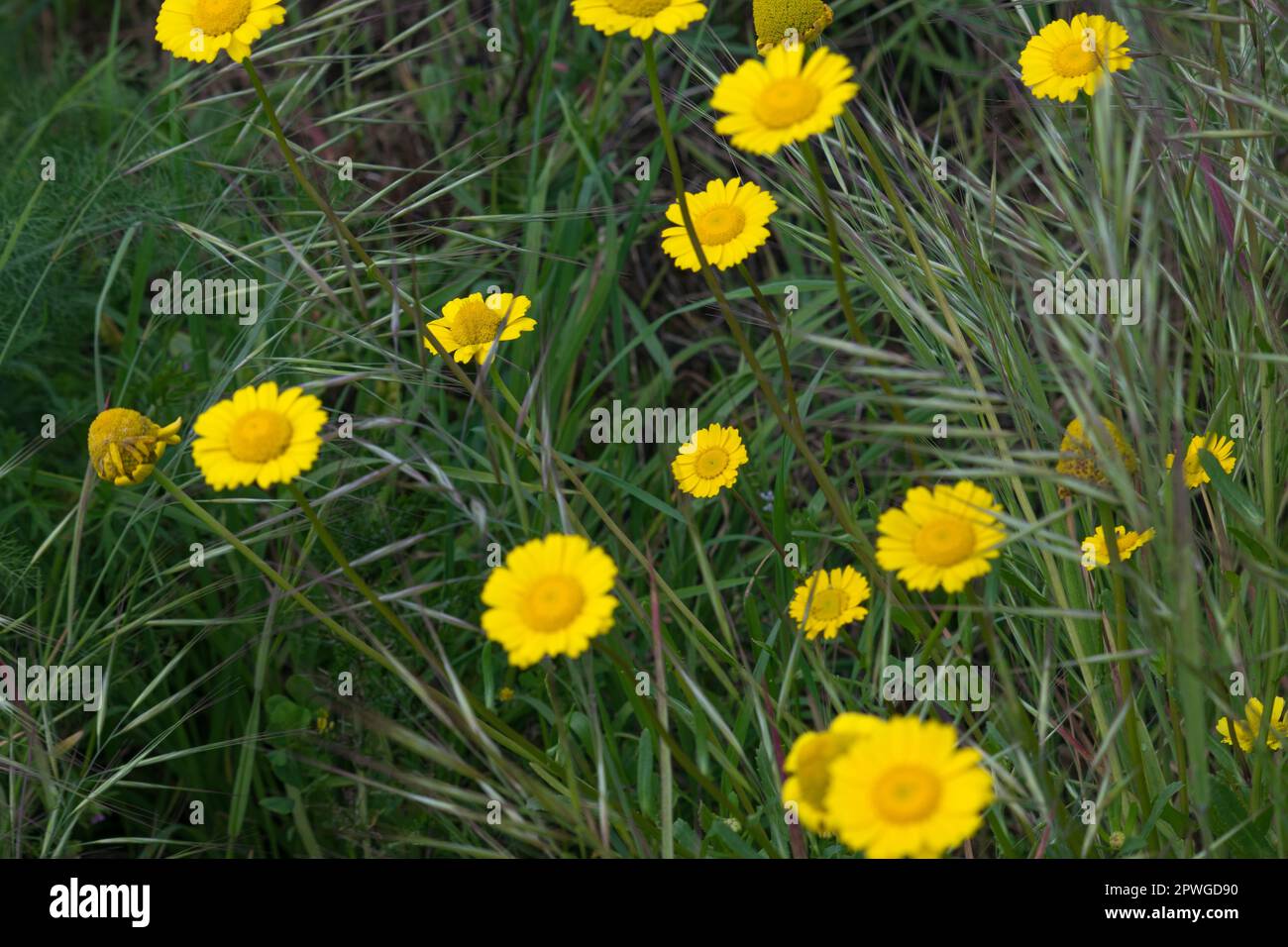 Daisy flowers on the wild fields, nature theme. Walking on the wild watching flowers. Stock Photo