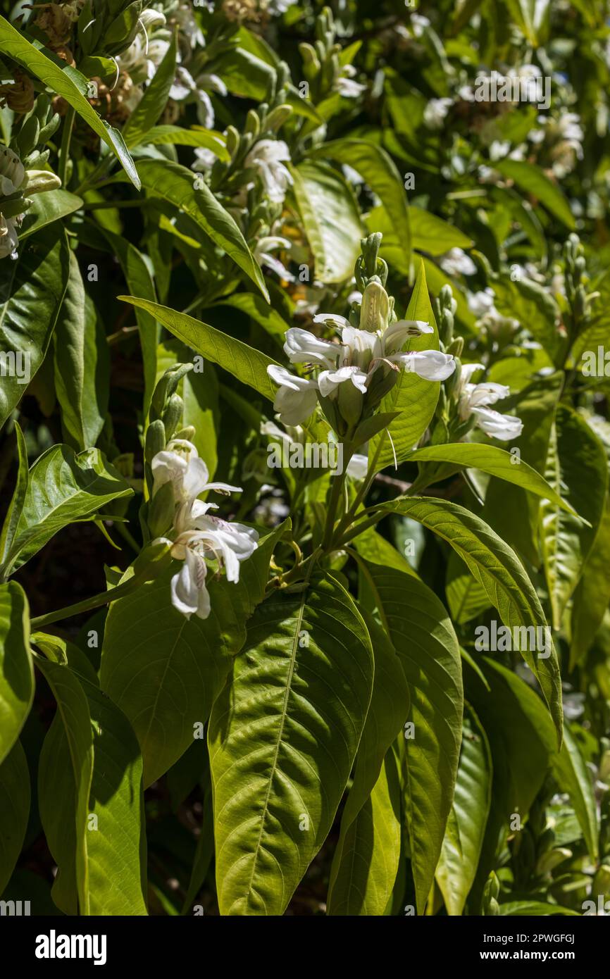 Justicia adhatoda flower and tree.This tree is near the home. Stock Photo