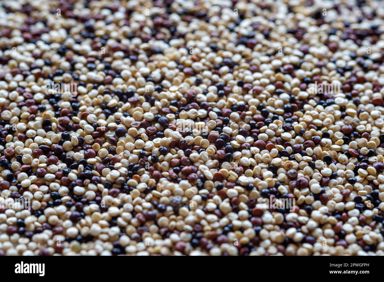 closeup of white, red and black quinoa seeds Stock Photo