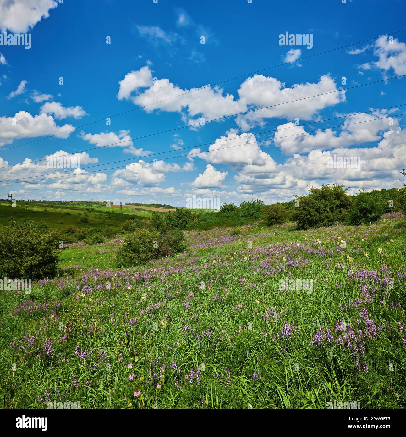 Beautiful meadow field with fresh grass and yellow dandelion flowers in ...