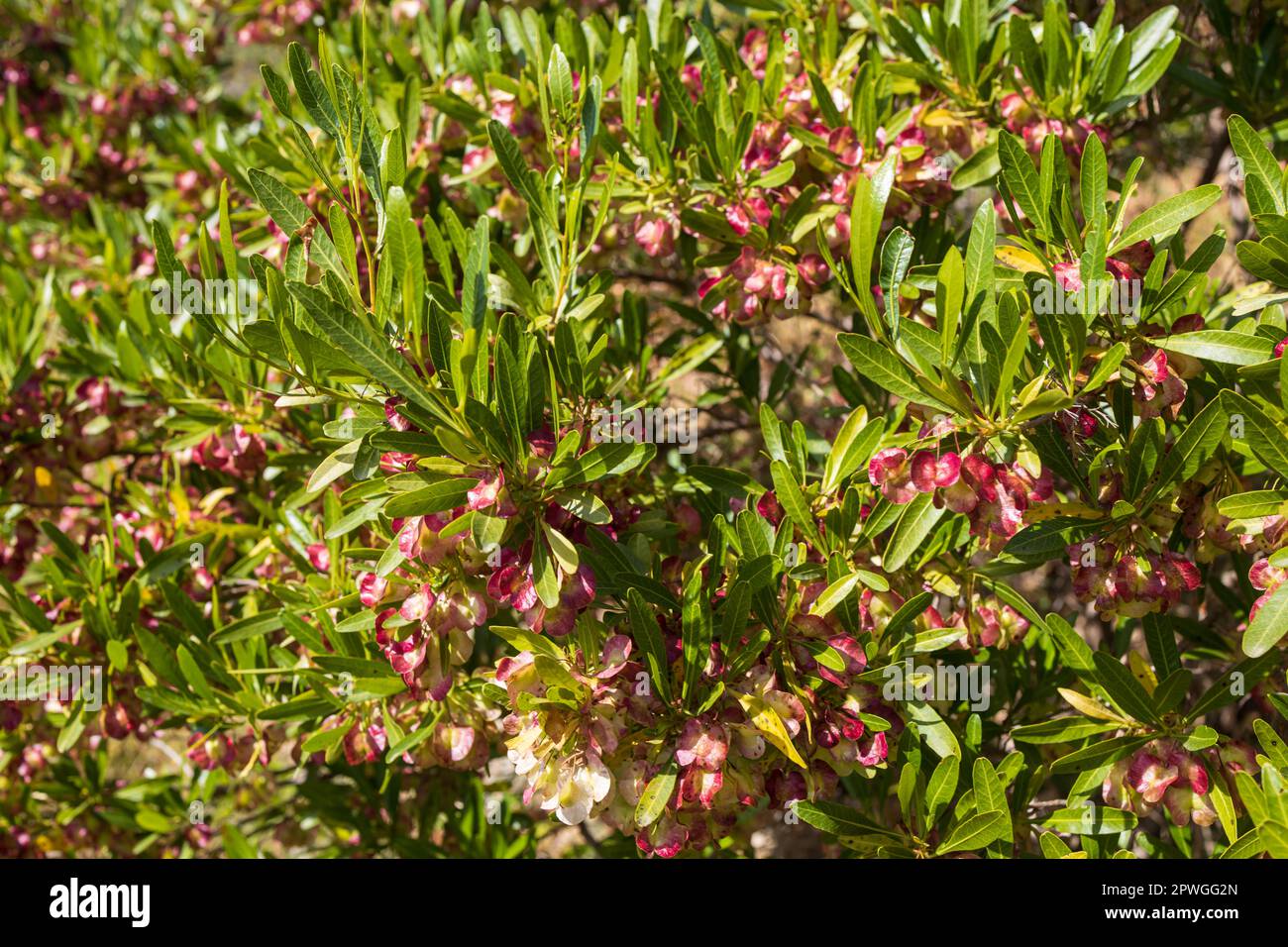 Dodonaea viscosa, also known as the broadleaf hopbush, is a species of flowering plant in the Dodonaea genus Stock Photo