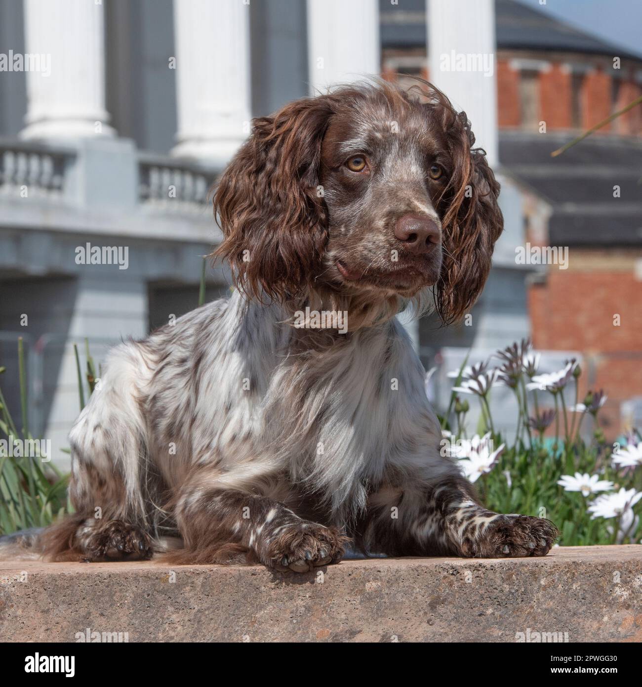 Chocolate hotsell sprocker spaniel