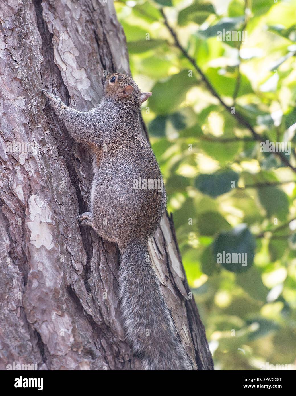Grey squirrel on a tree trunk Stock Photo