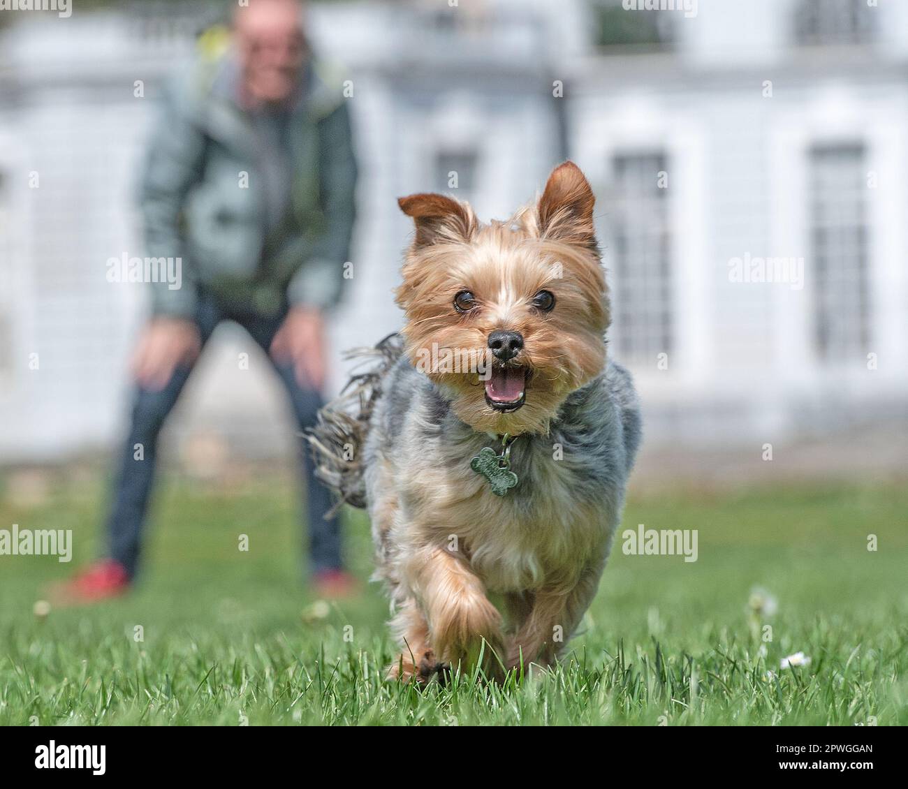 Yorkshire terrier having fun with owner Stock Photo
