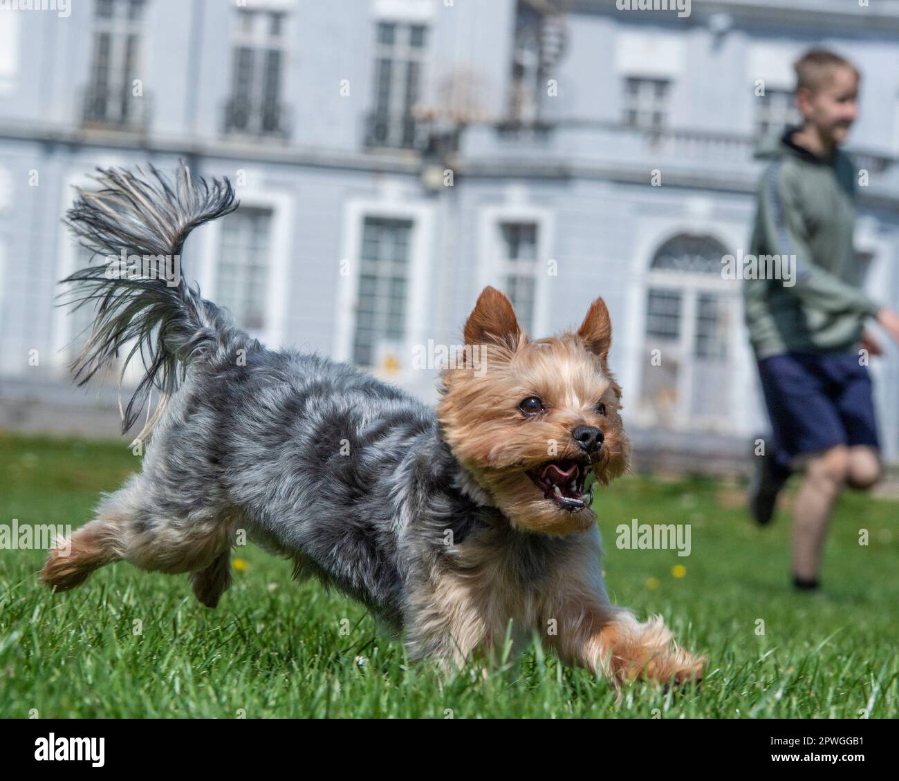Yorkshire terrier having fun with owner Stock Photo
