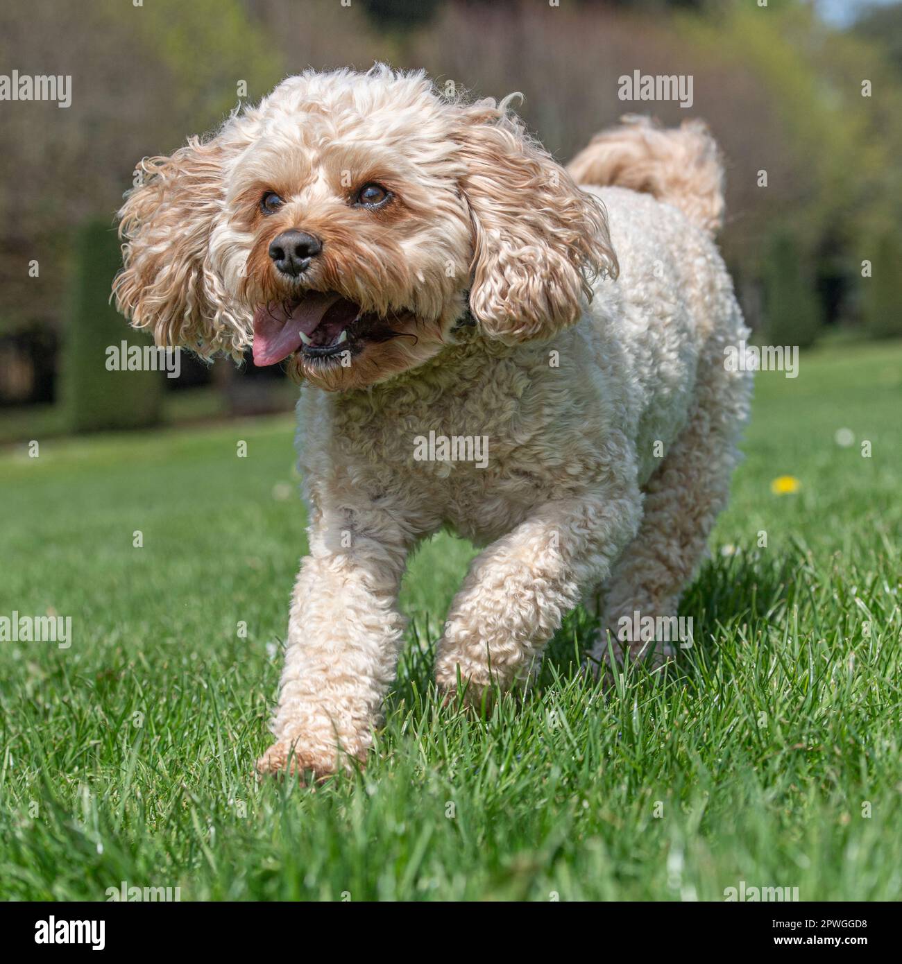 cavapoo running towards camera Stock Photo