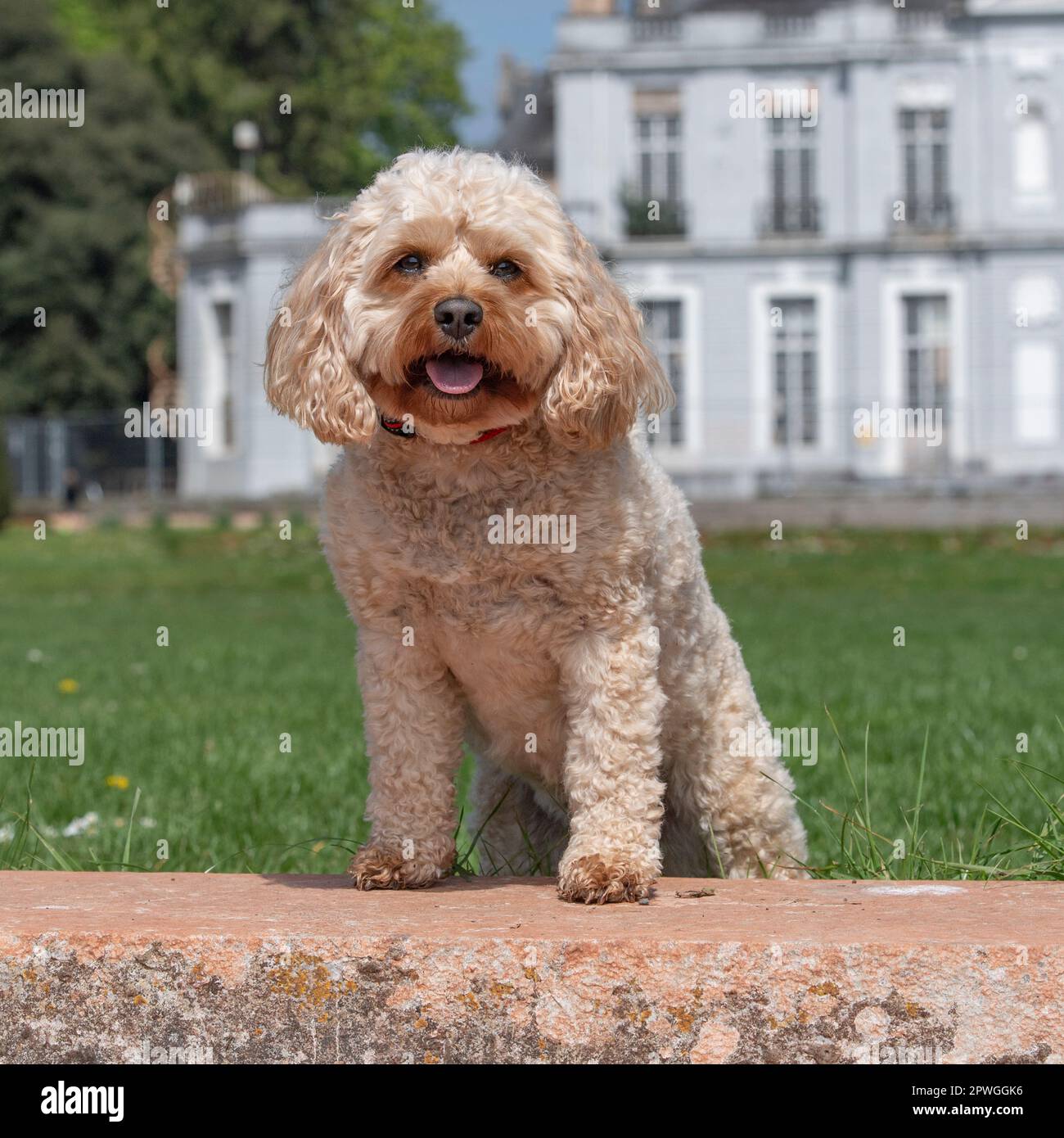 Cavapoo hi-res stock photography and images - Alamy