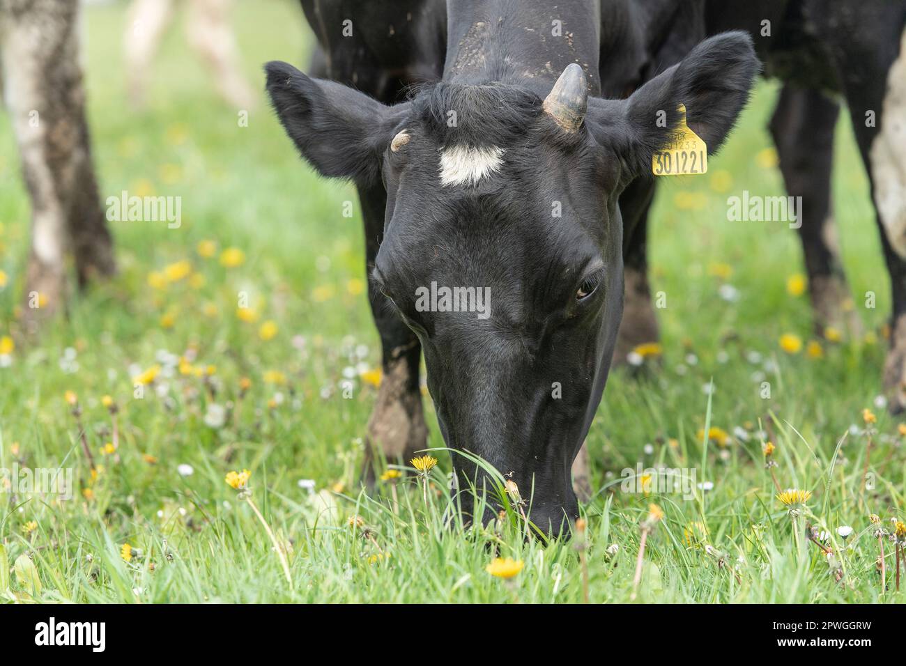 dairy cows, grazing Stock Photo - Alamy