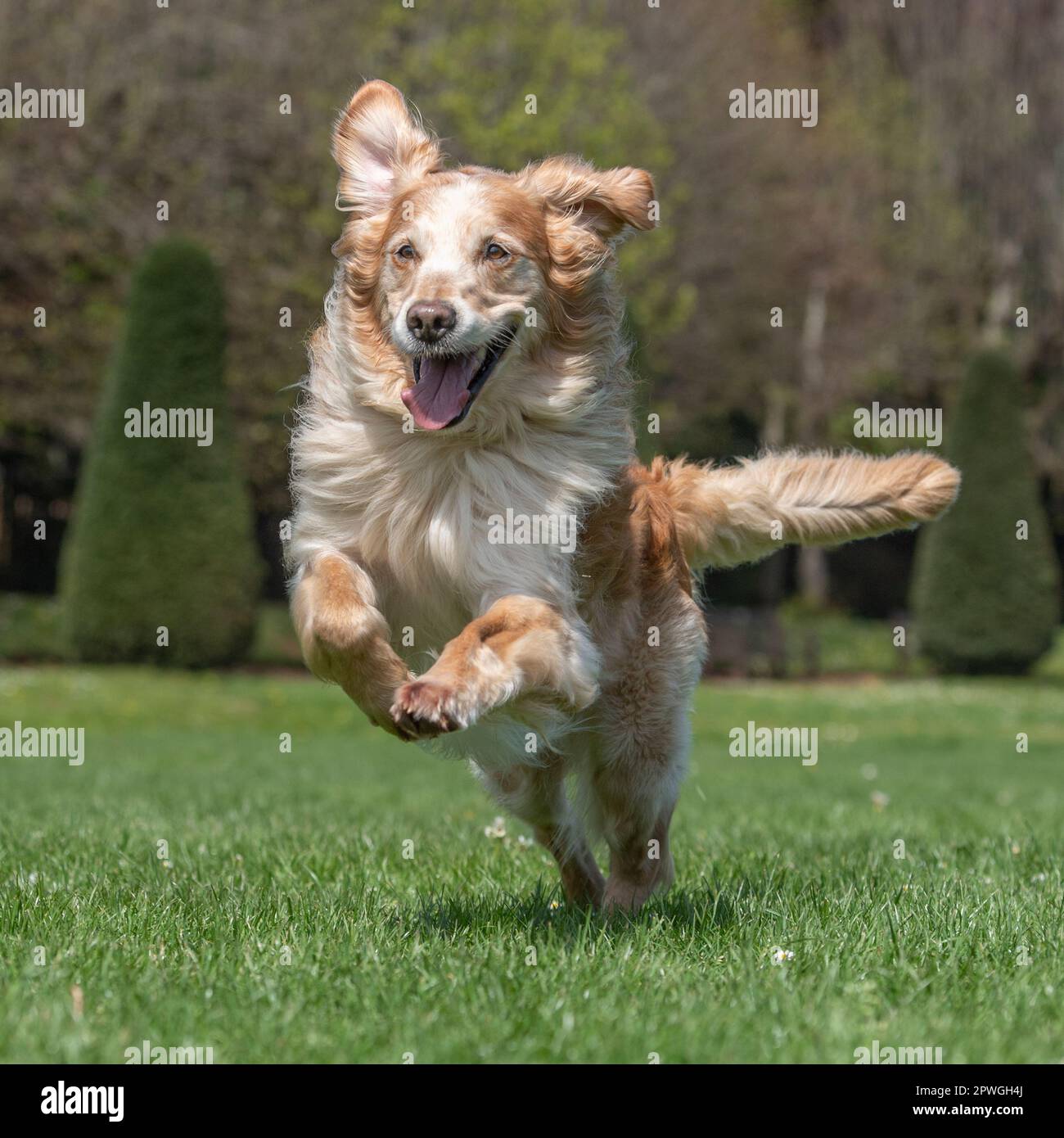 Golden energy hires stock photography and images Alamy