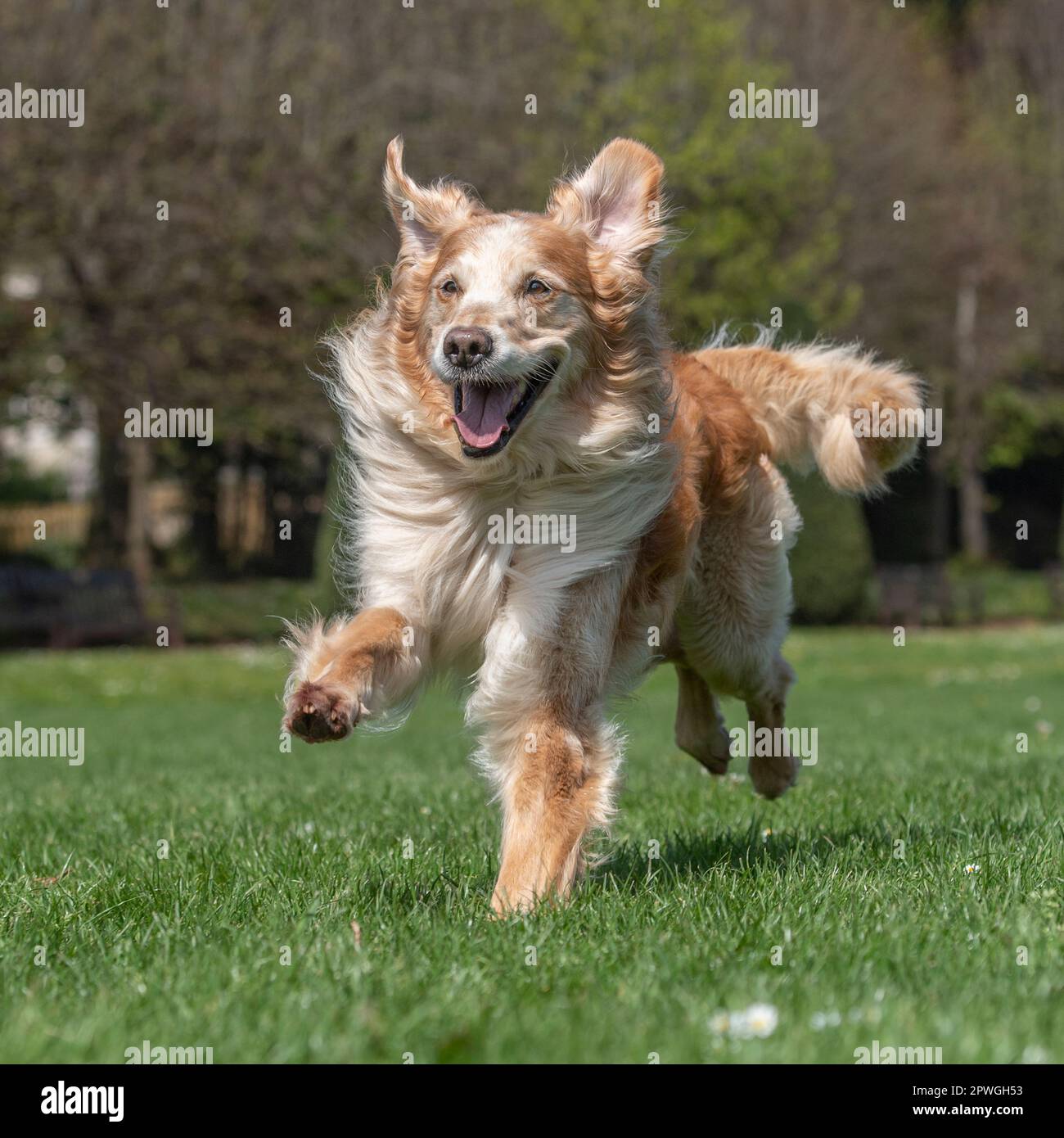 golden retriever running towards camera Stock Photo