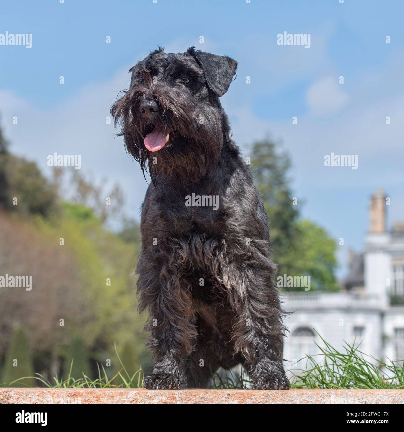 schnauzer bow tie