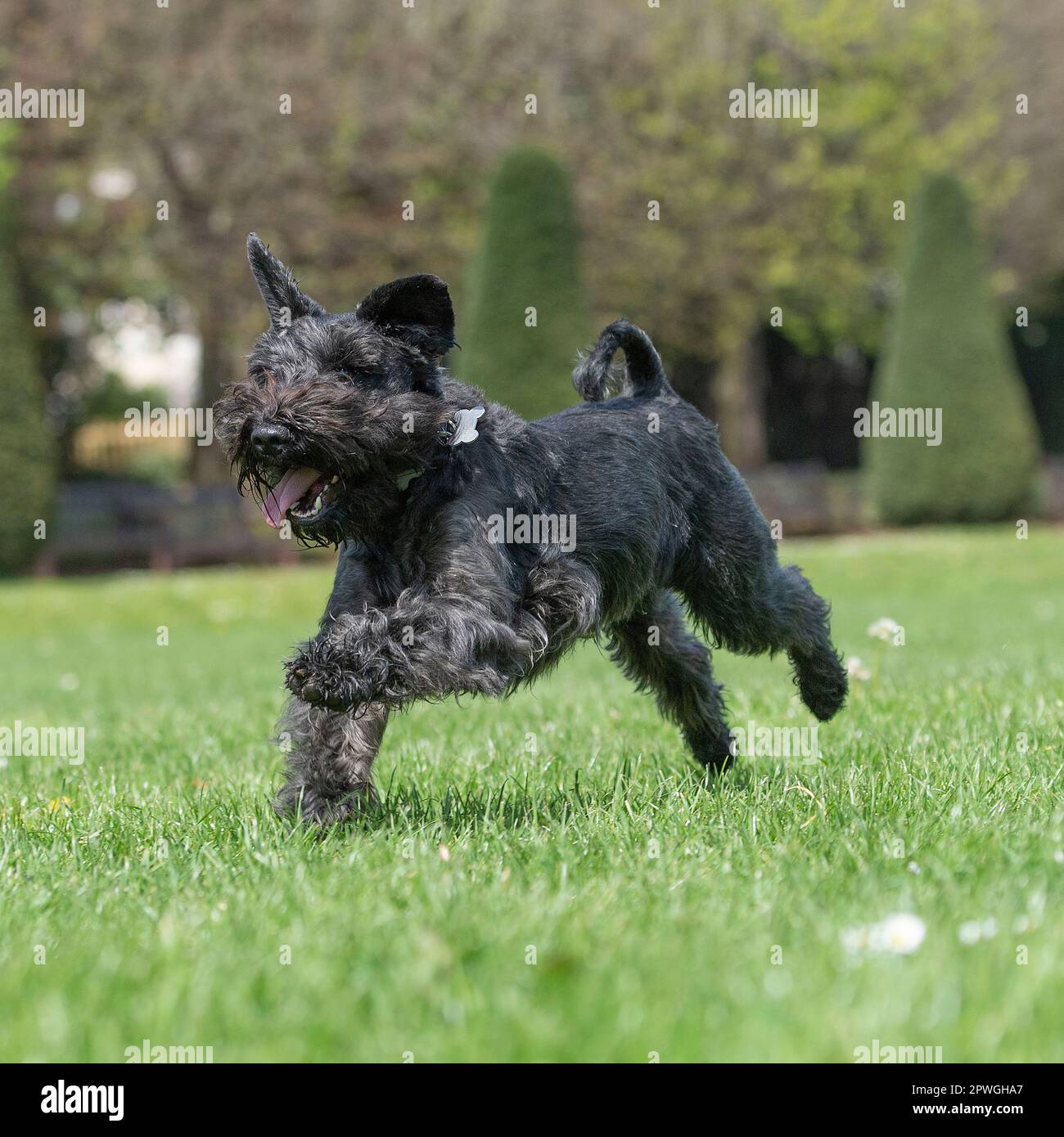 mini schnauzer running towards camera Stock Photo Alamy