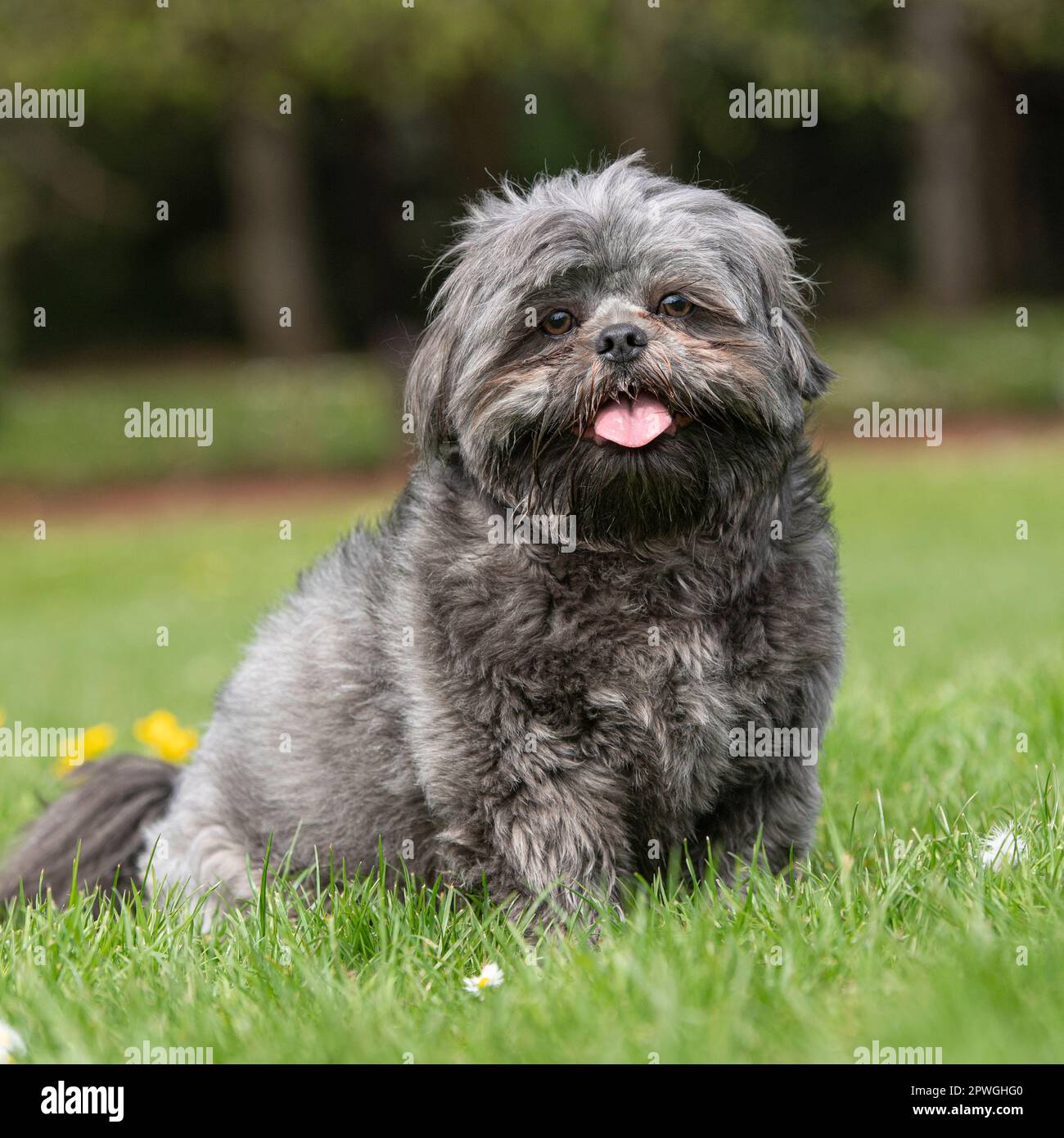 Buy black and gray shih tzu Clearance