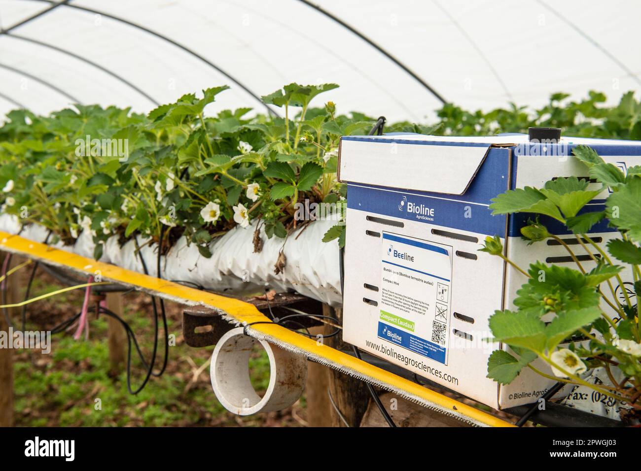 bee polination in a strawberry tunnel Stock Photo