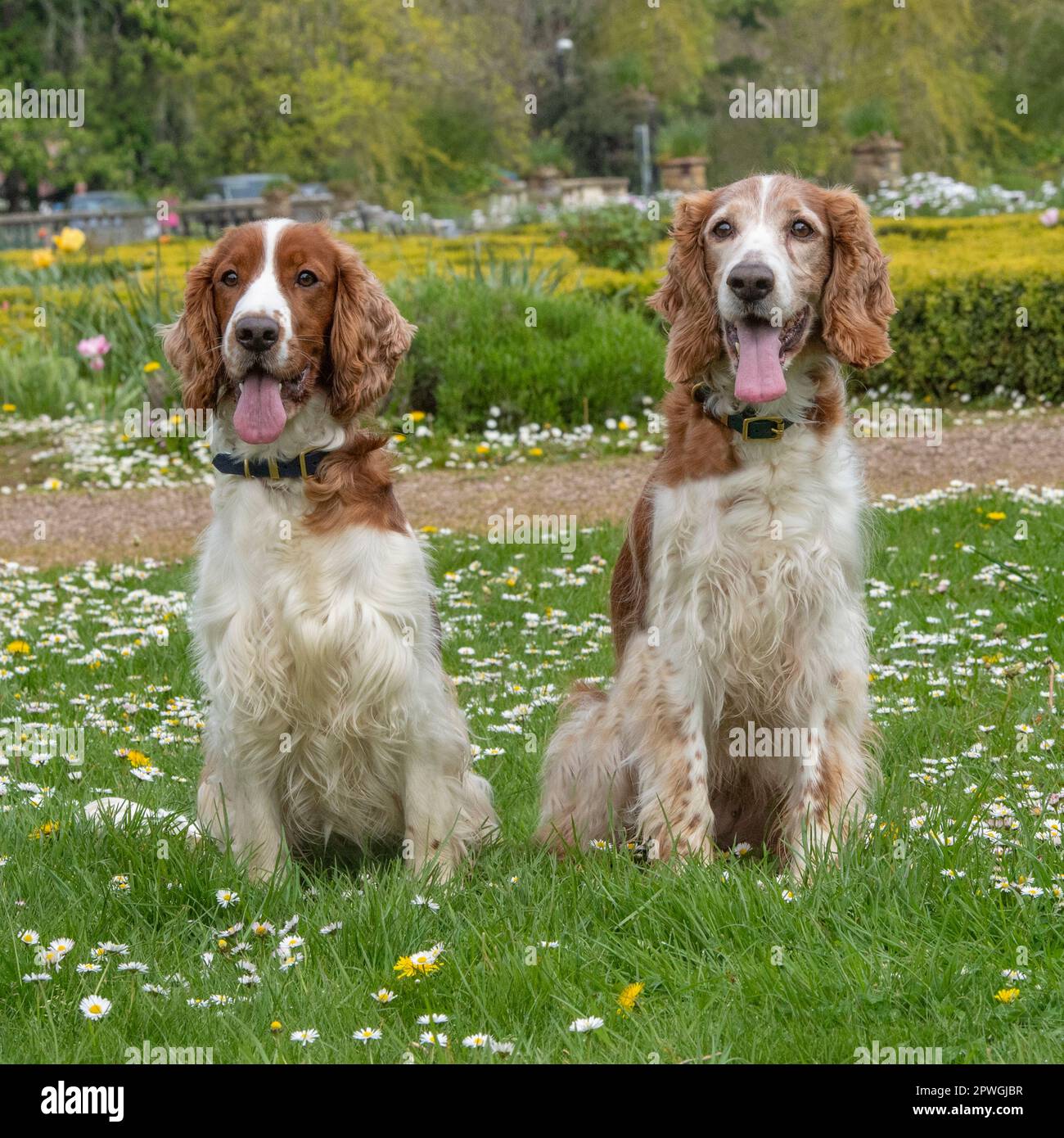 two welsh springer spaniels Stock Photo Alamy