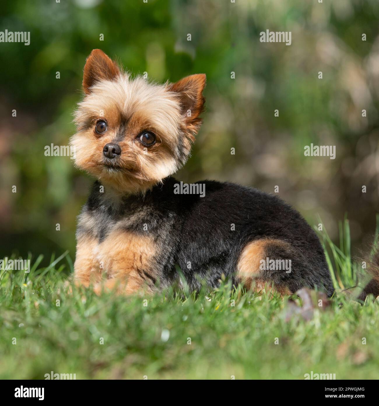 Yorkshire terrier lying down in grass Stock Photo