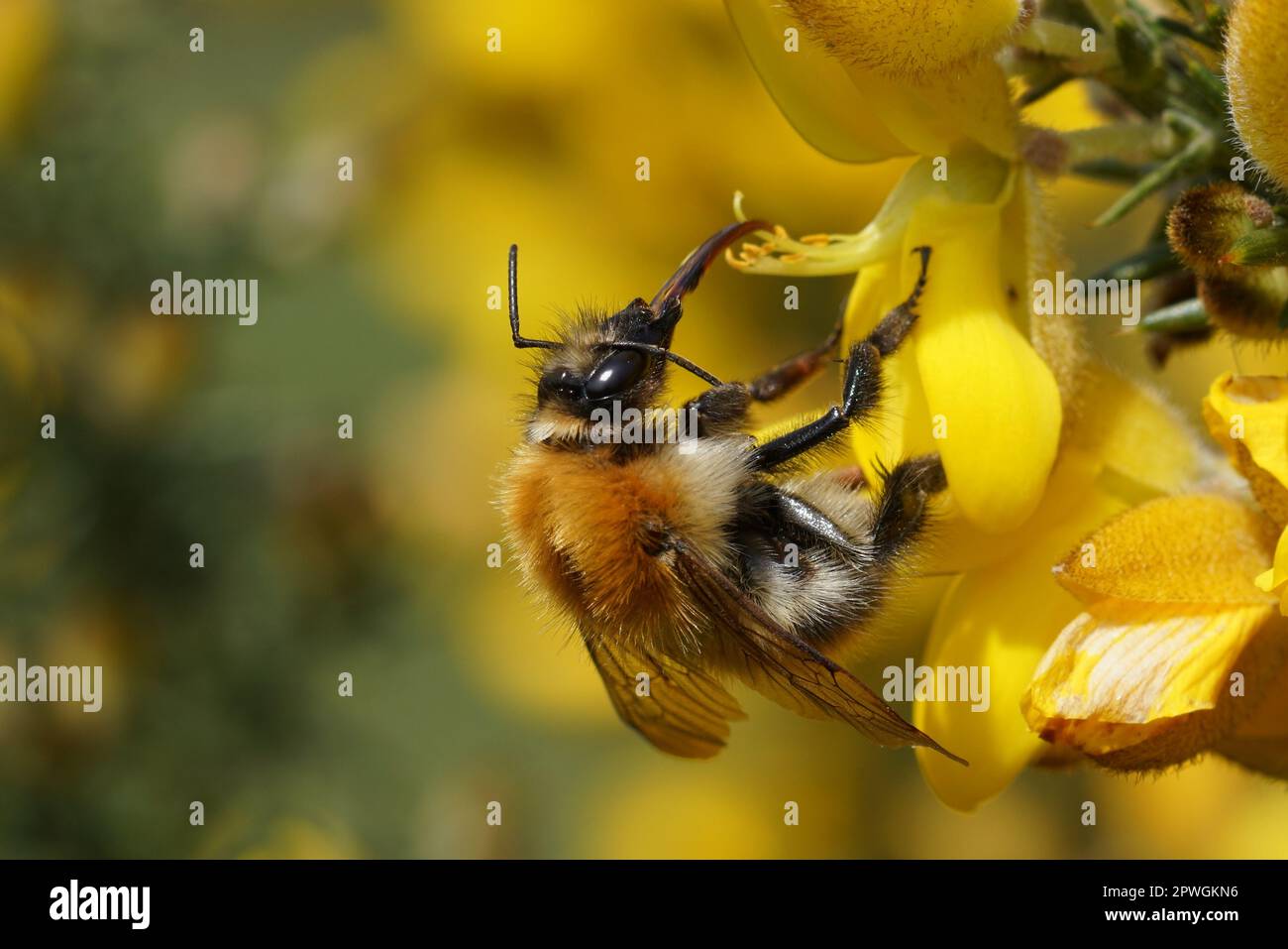 Natural closeup on a common brown banded bumblebee, Bombus pascuorum on a yellow Common gorse flower Stock Photo