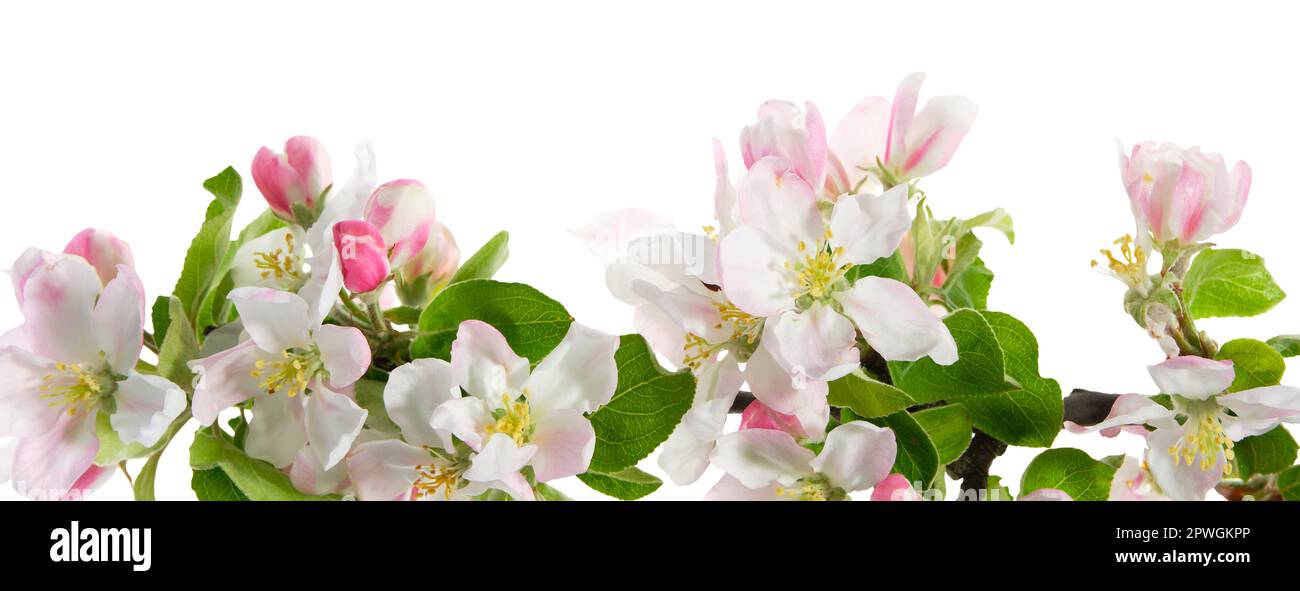 Branch of blossom spring apple tree, isolated Stock Photo - Alamy