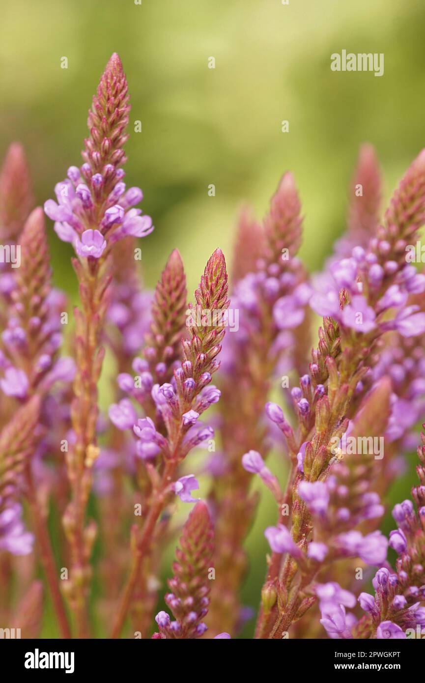 Colorful natural closeup on a purple flowering blue vervain, Verbena hastata in the garden Stock Photo