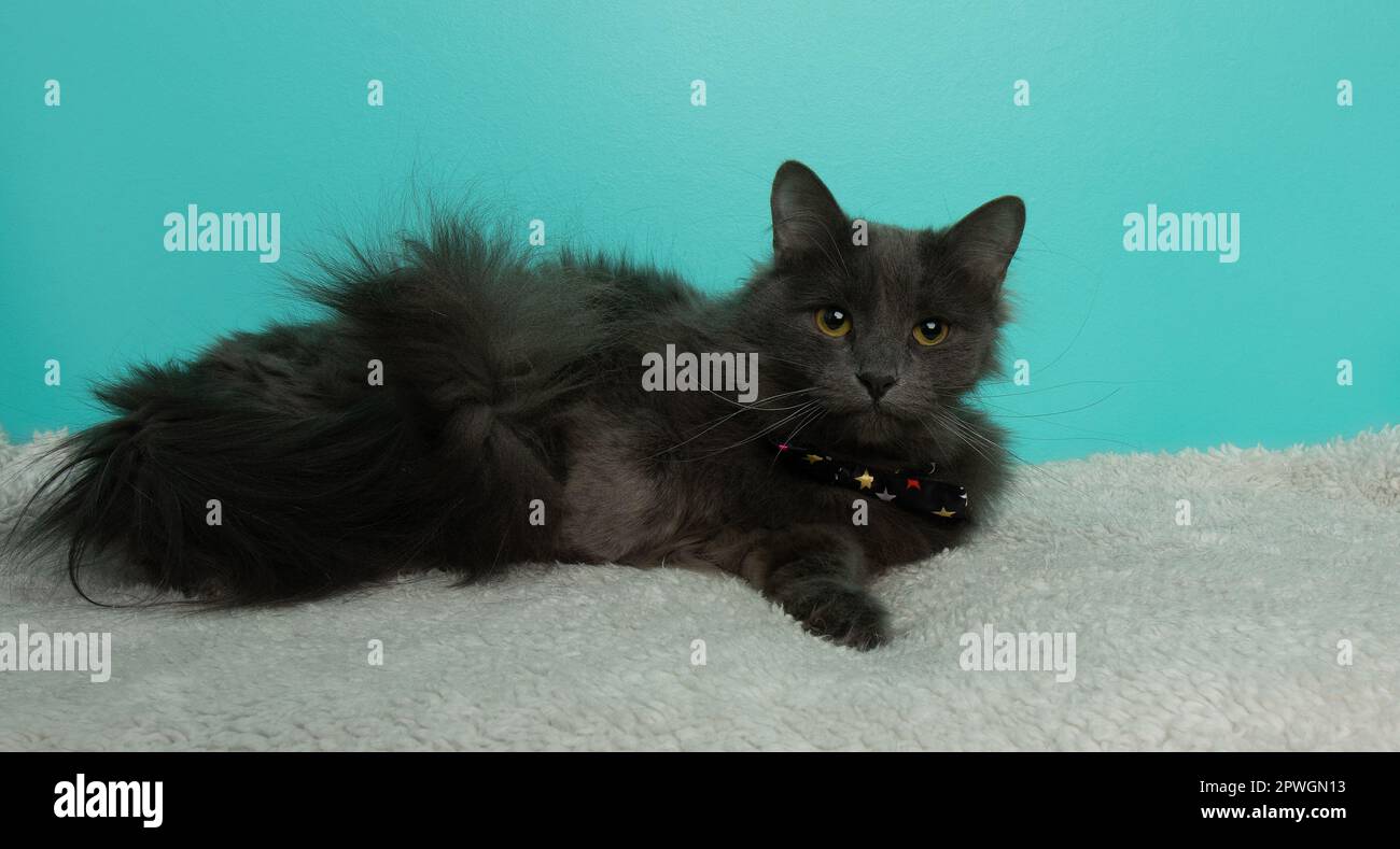 adorable grey long haired fluffy cat wearing a bow tie Stock Photo