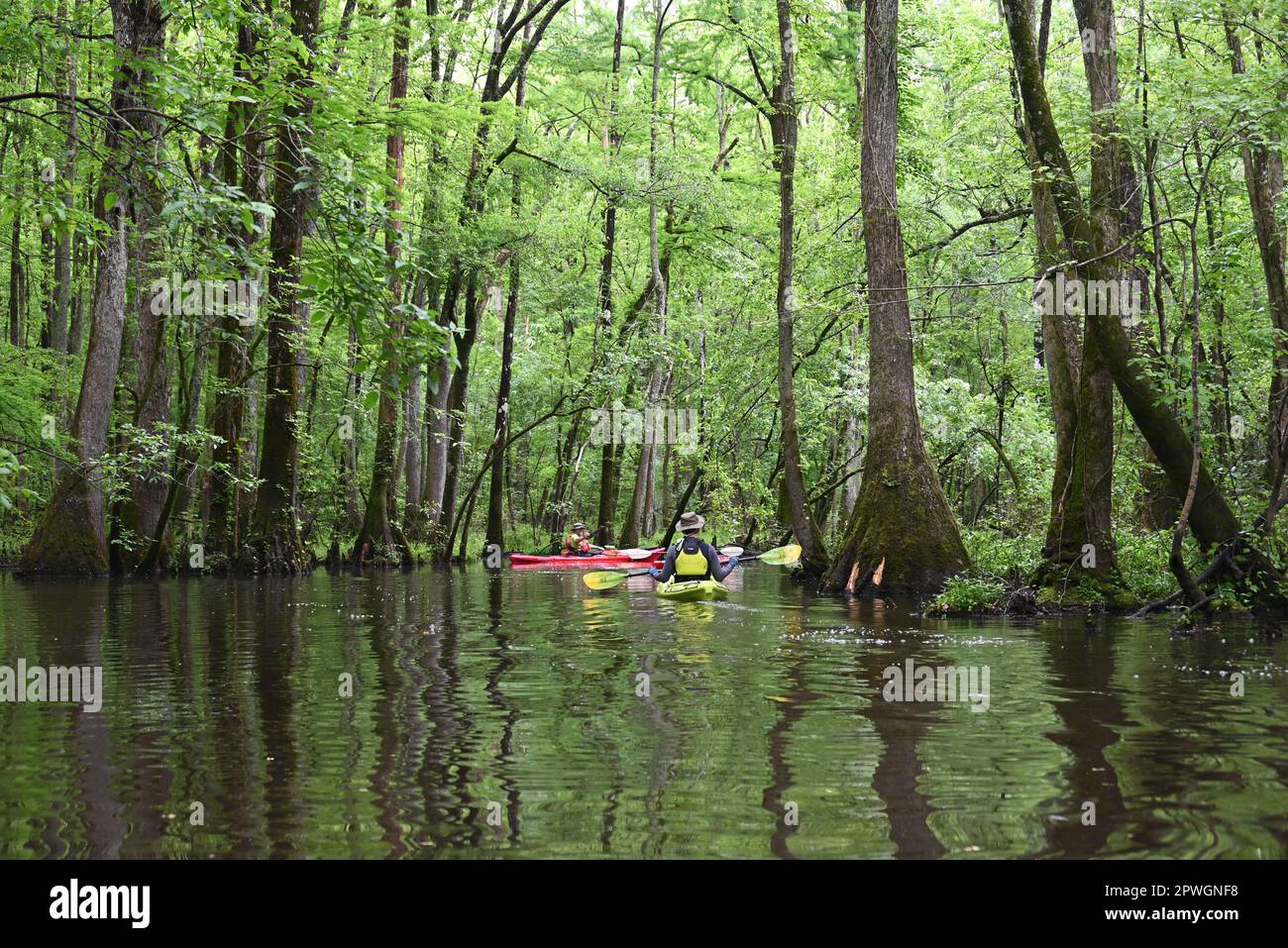 Kayaking through the dense tree canopy that shades the Cashie River outside of the town of Windsor in eastern North Carolina. Stock Photo