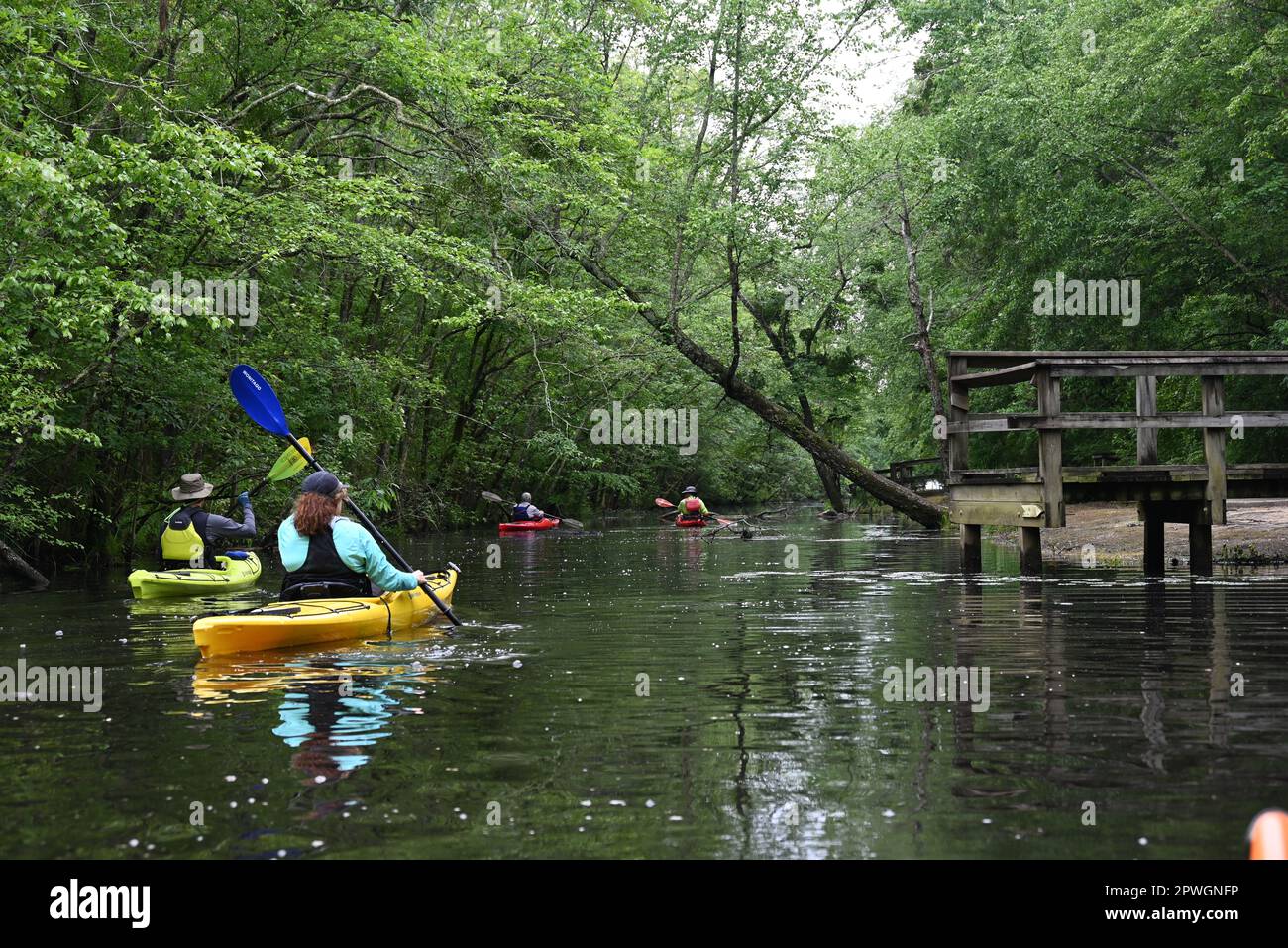 Kayaking through the dense tree canopy that shades the Cashie River outside of the town of Windsor in eastern North Carolina. Stock Photo