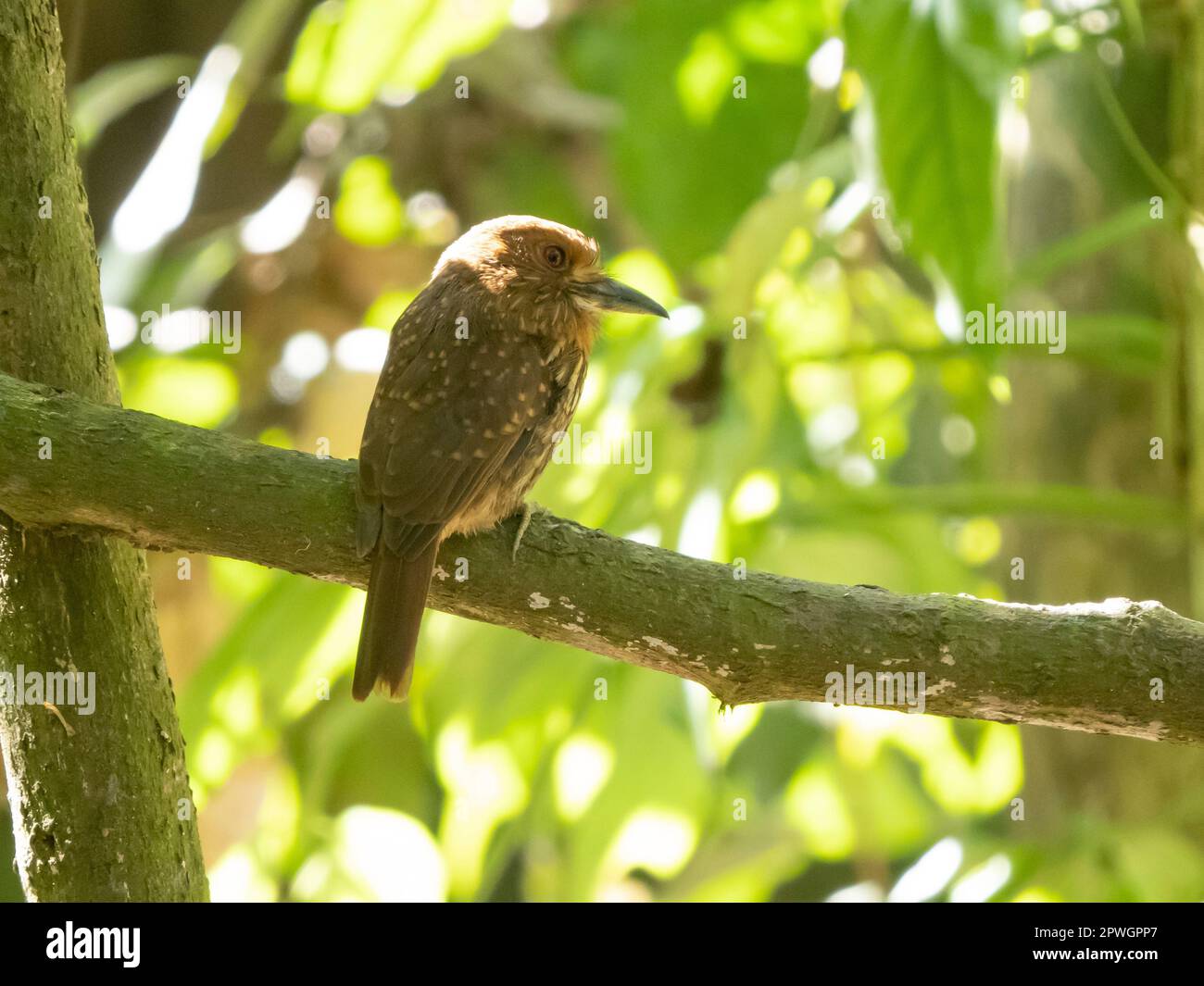 White-whiskered puffbird (Malacoptila panamensis), Carara National Park
