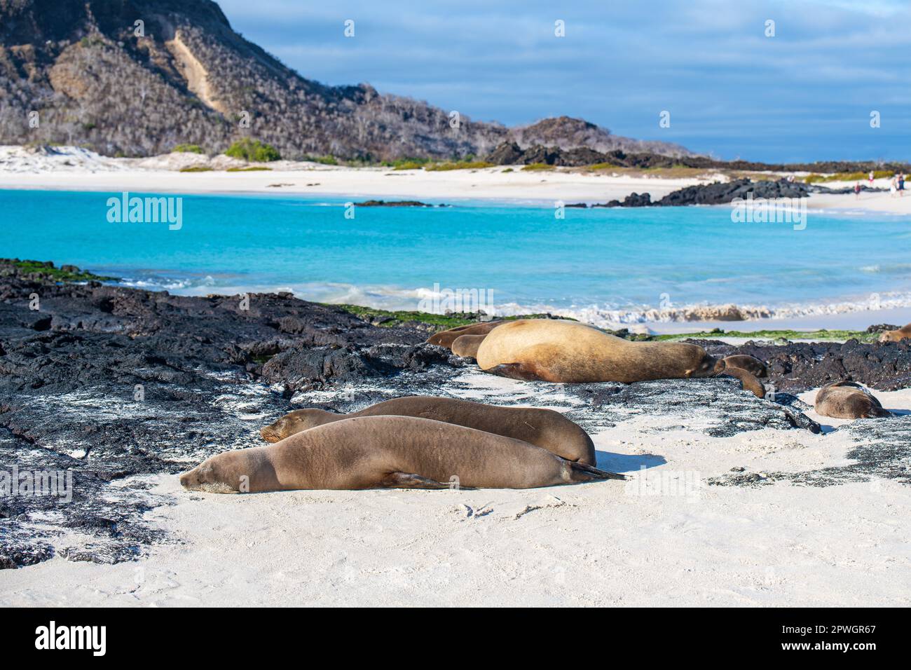 Galapagos Sea Lions (Zalophus wollebaeki) by Wizard Hill Beach, San Cristobal Island, Galapagos national park, Ecuador. Stock Photo