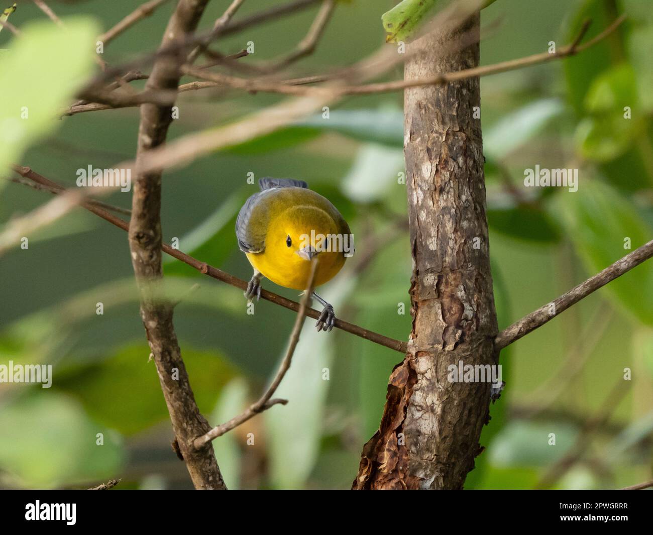 Prothonotary warbler (Protonotaria citrea), Tarcoles River, Costa Rica Stock Photo