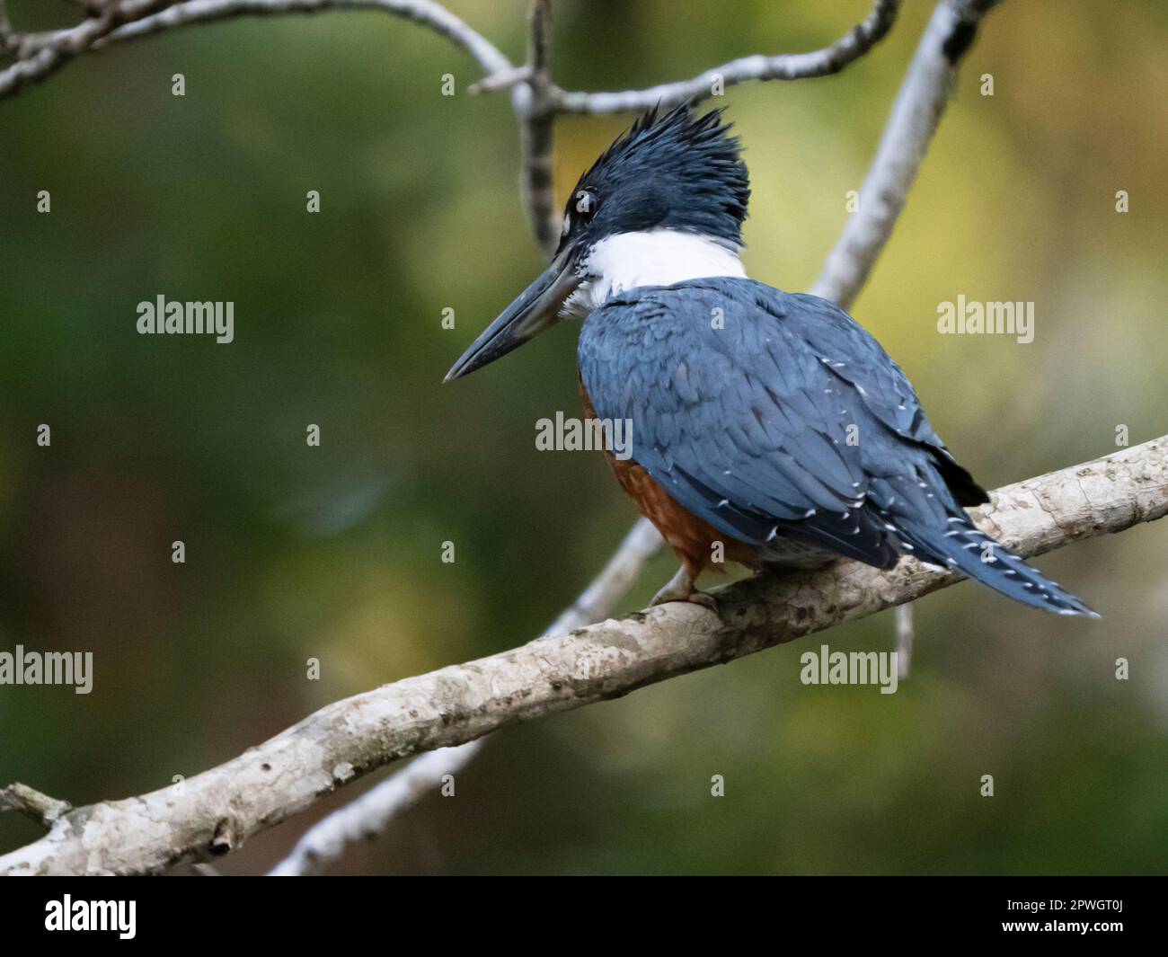 Ringed kingfisher (Megaceryle torquata), Tarcoles River, Costa Rica Stock Photo