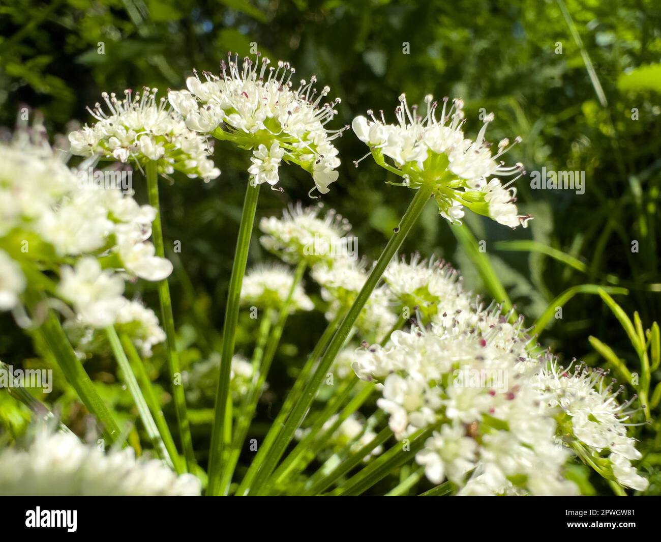Water dropwort wild flower in green background. Stock Photo