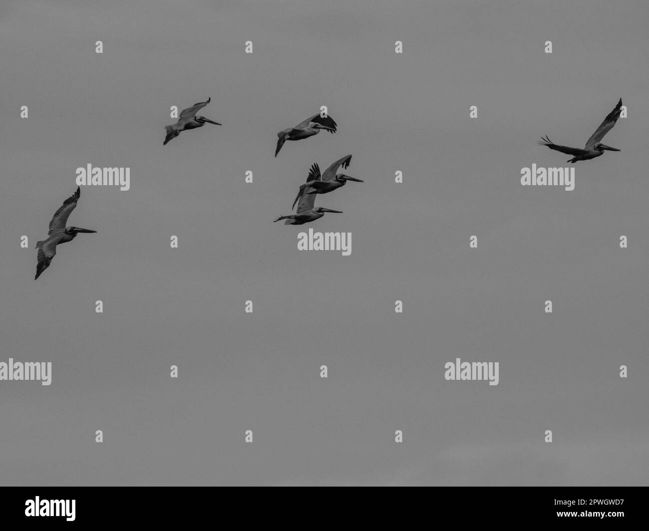 flying-in-costa-rica-black-and-white-stock-photos-images-alamy