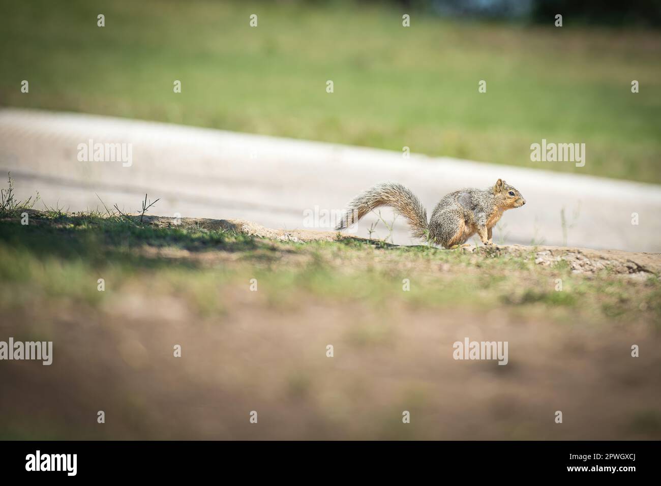 squirrel Stock Photo